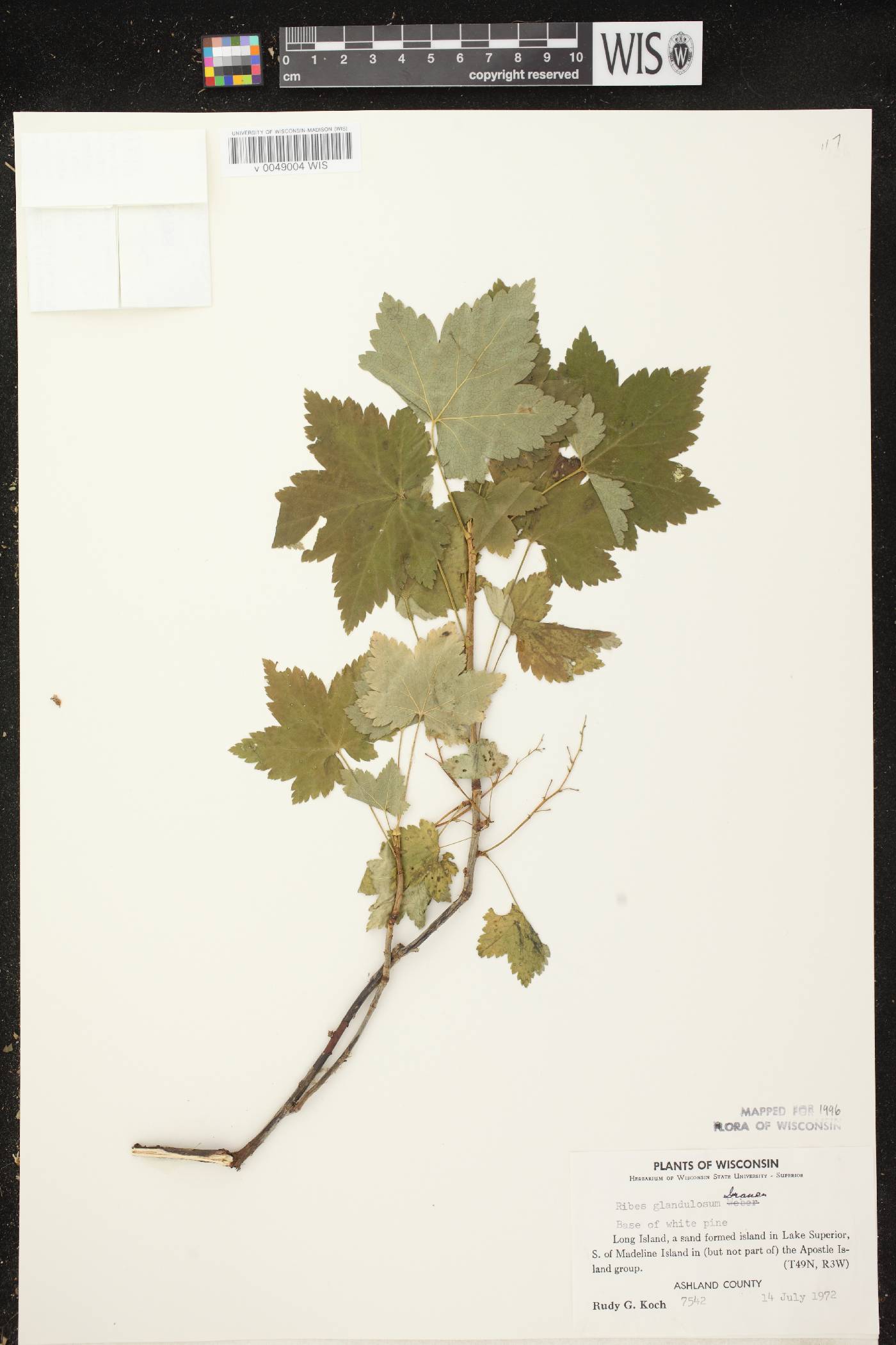 Ribes glandulosum image