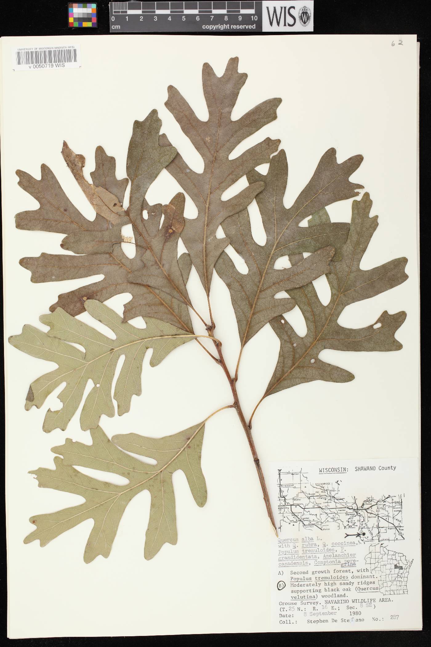Quercus alba image