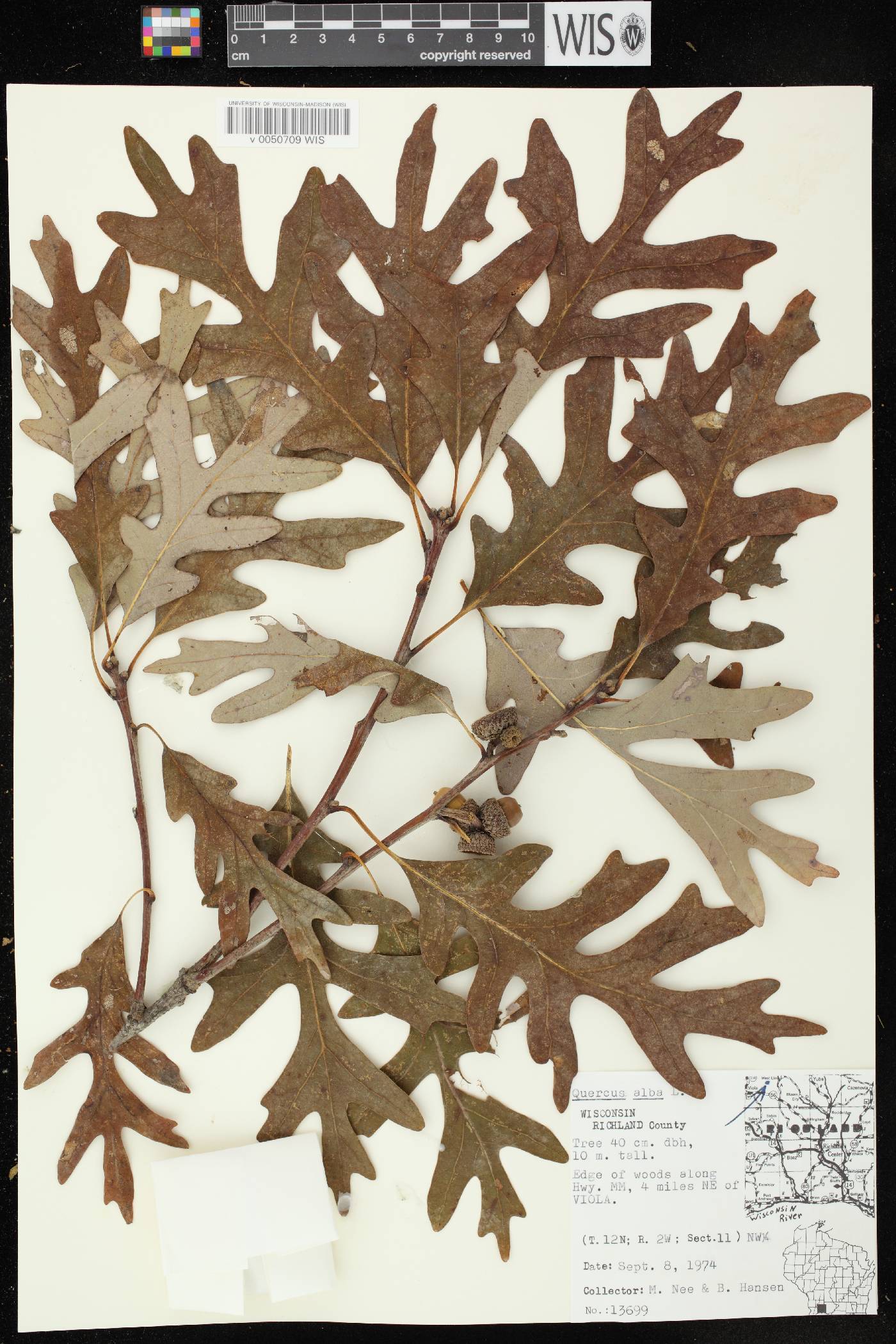 Quercus alba image