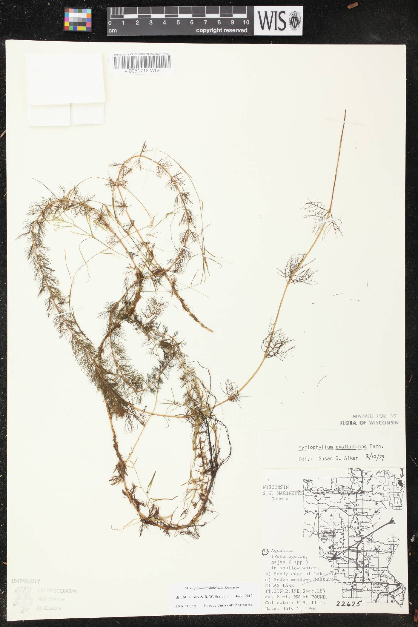 Myriophyllum sibiricum image