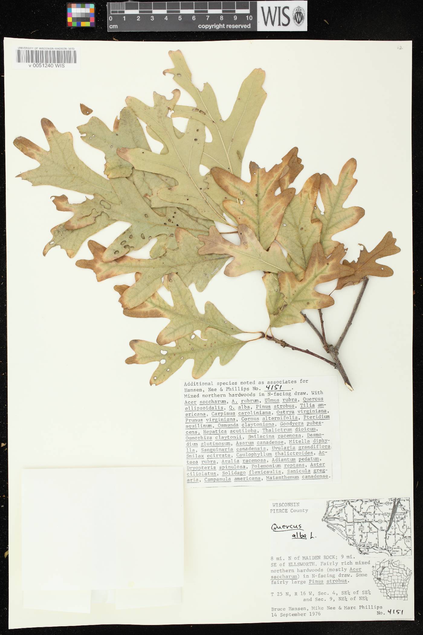 Quercus alba image