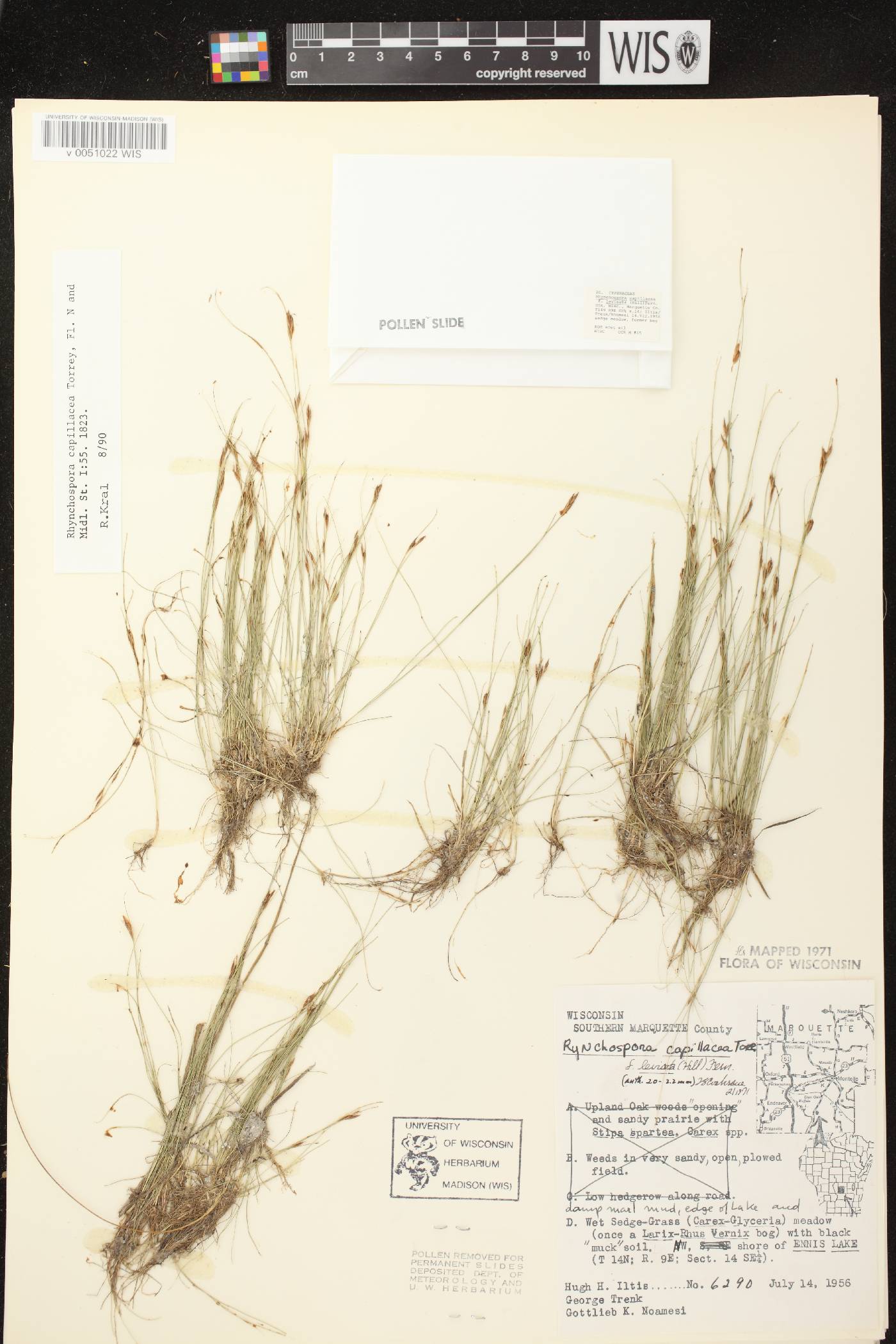 Rhynchospora capillacea image