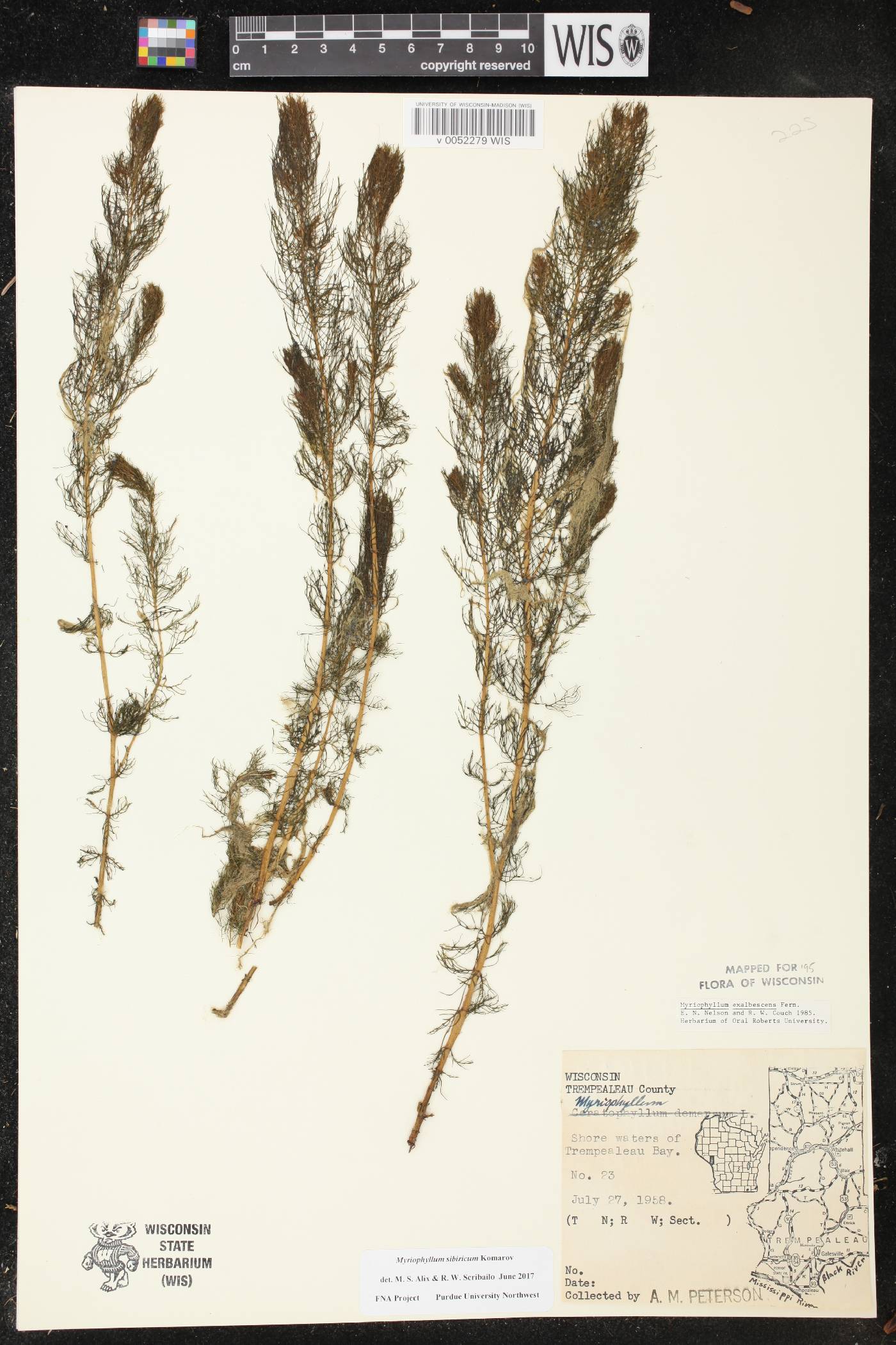Myriophyllum sibiricum image