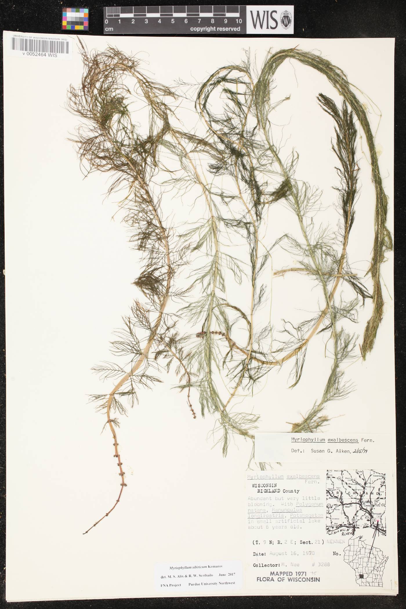 Myriophyllum sibiricum image