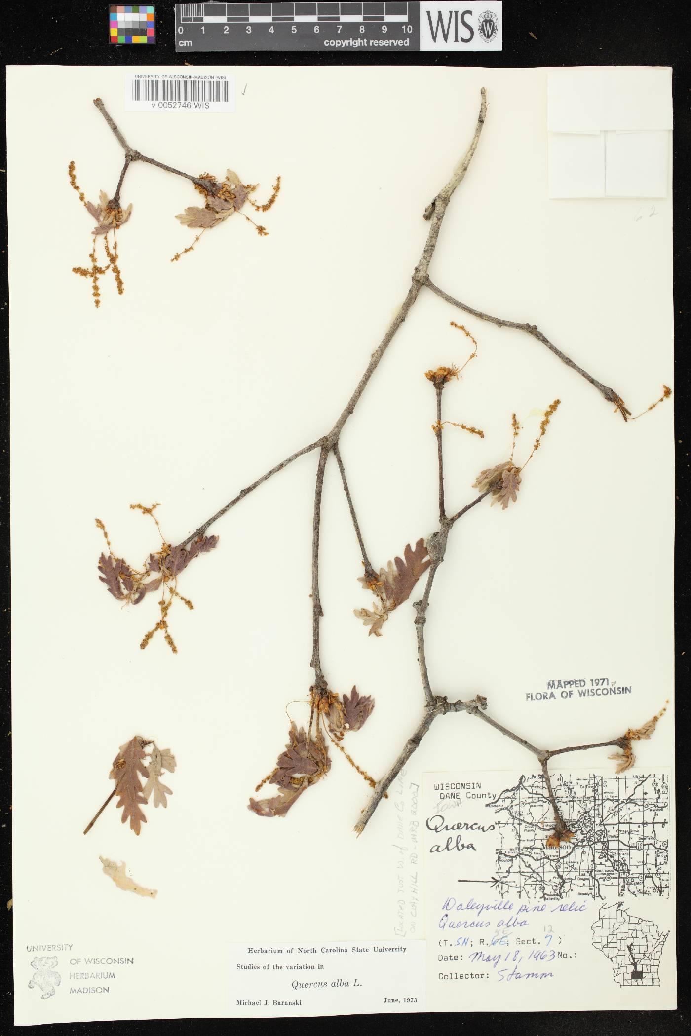 Quercus alba image