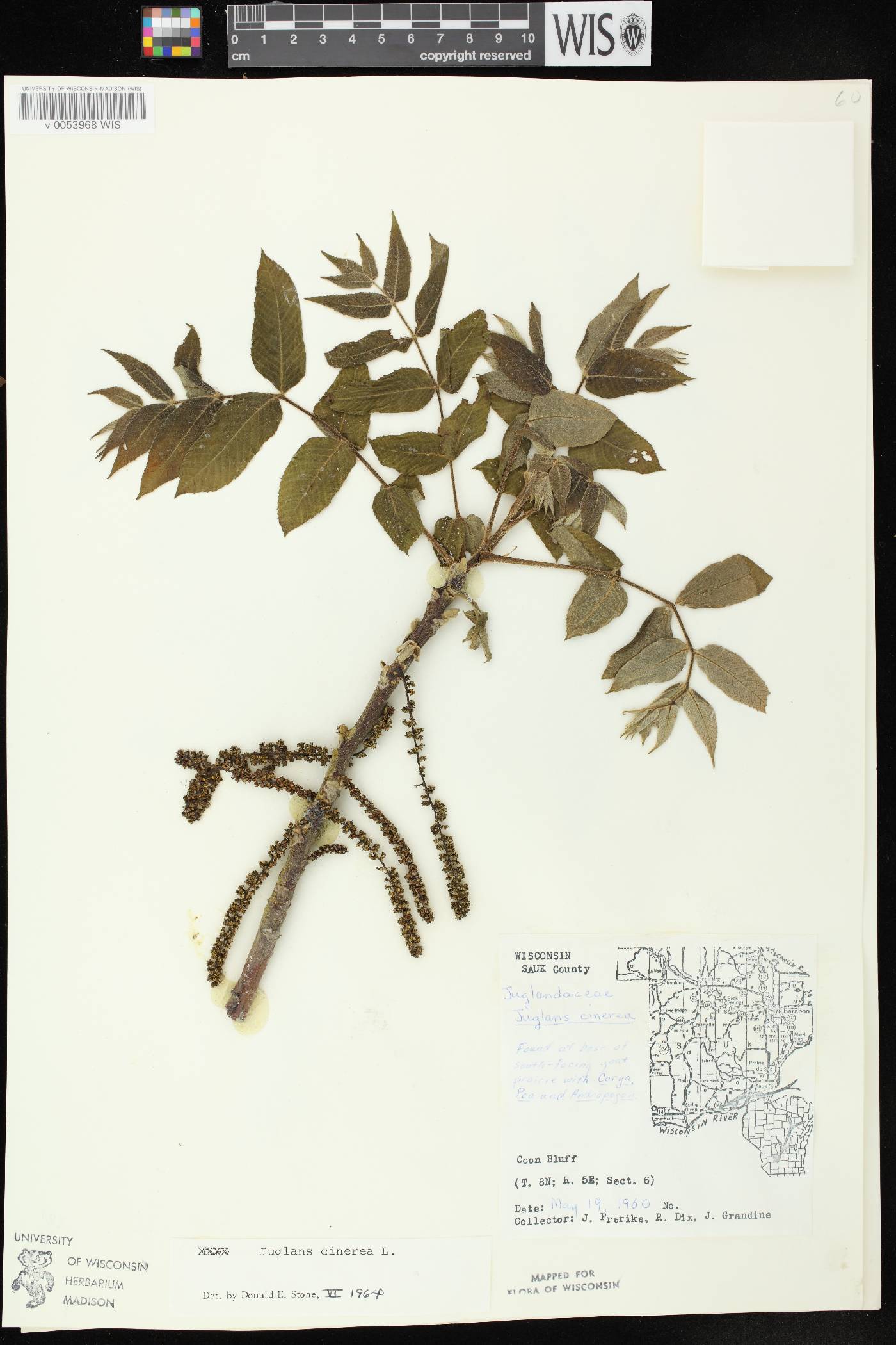 Juglans cinerea image