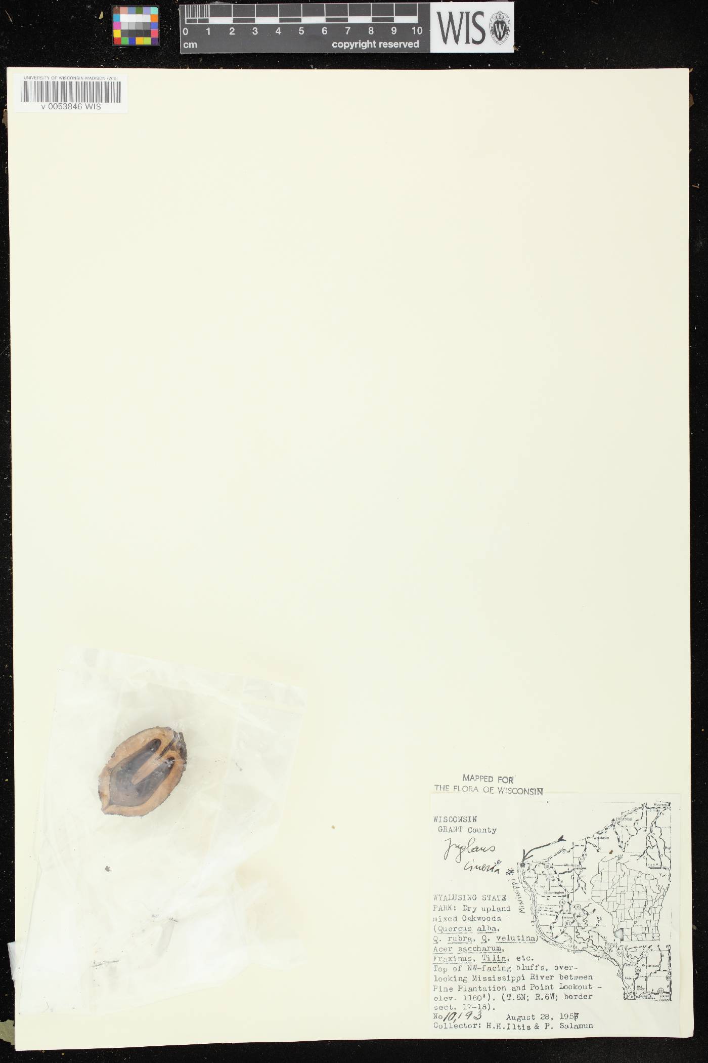 Juglans cinerea image
