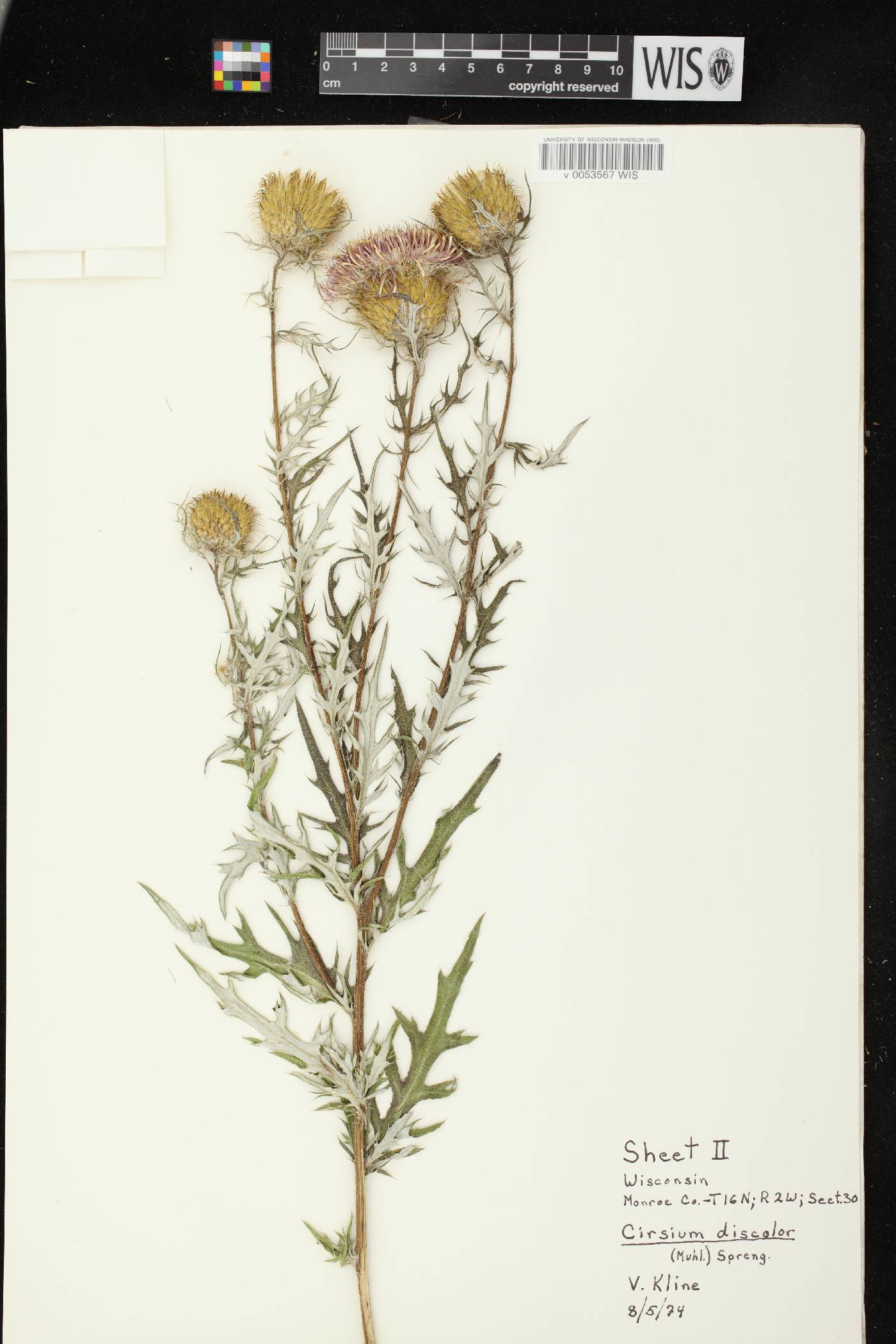 Cirsium discolor image
