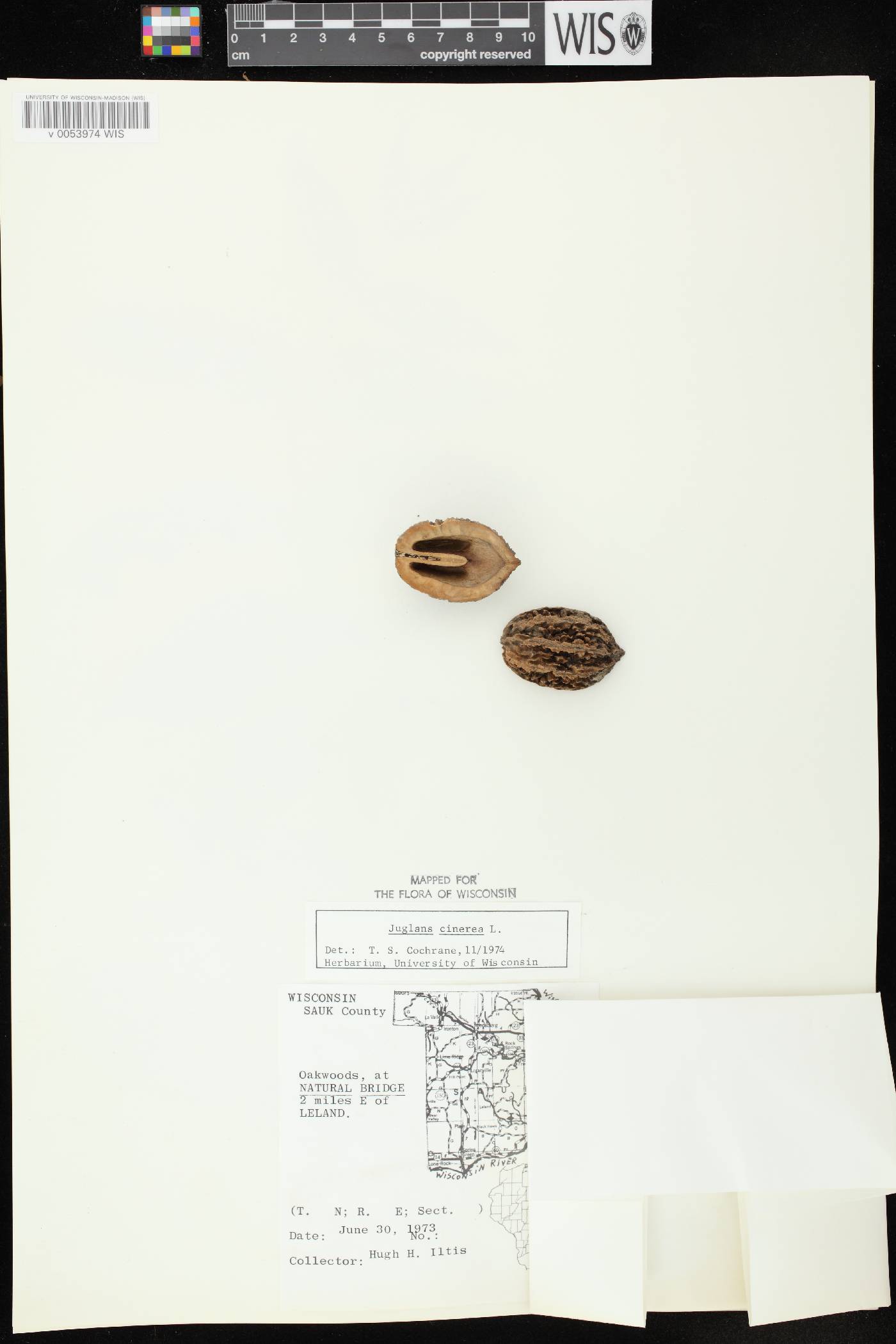 Juglans cinerea image