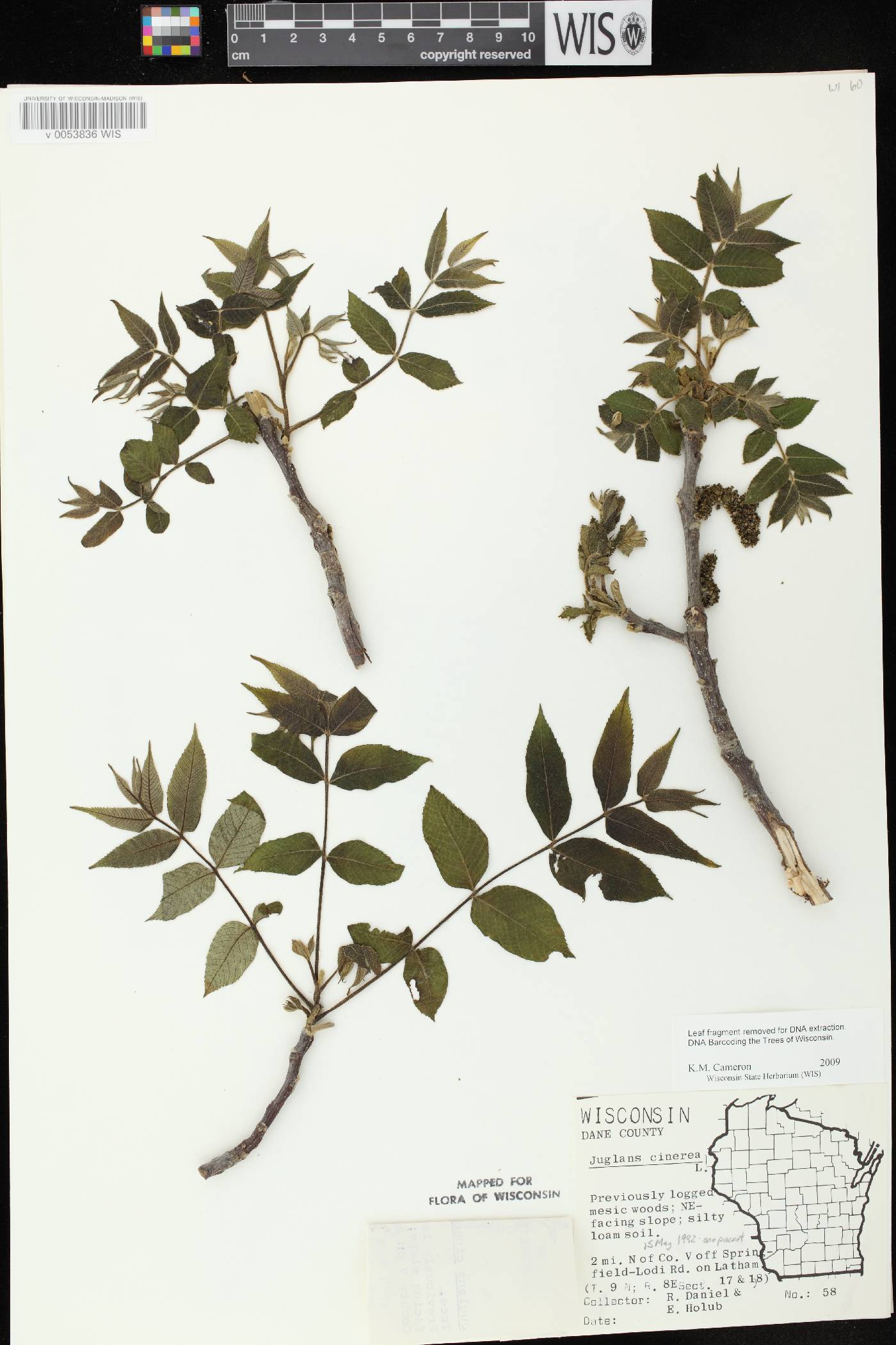 Juglans cinerea image