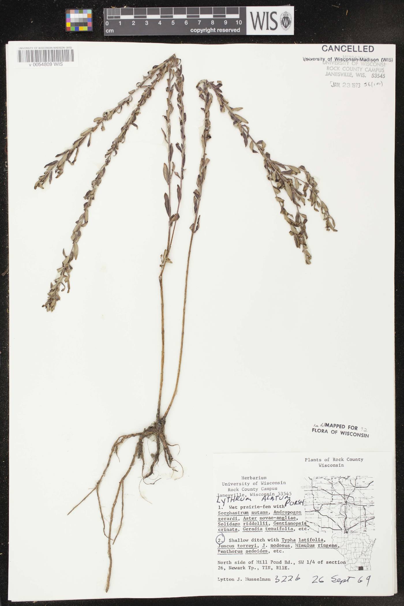 Lythrum alatum var. alatum image