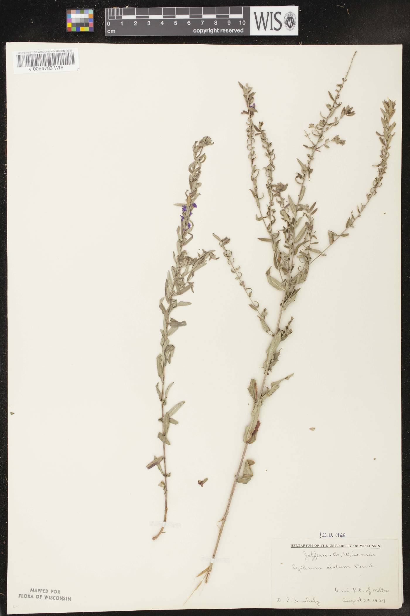 Lythrum alatum var. alatum image