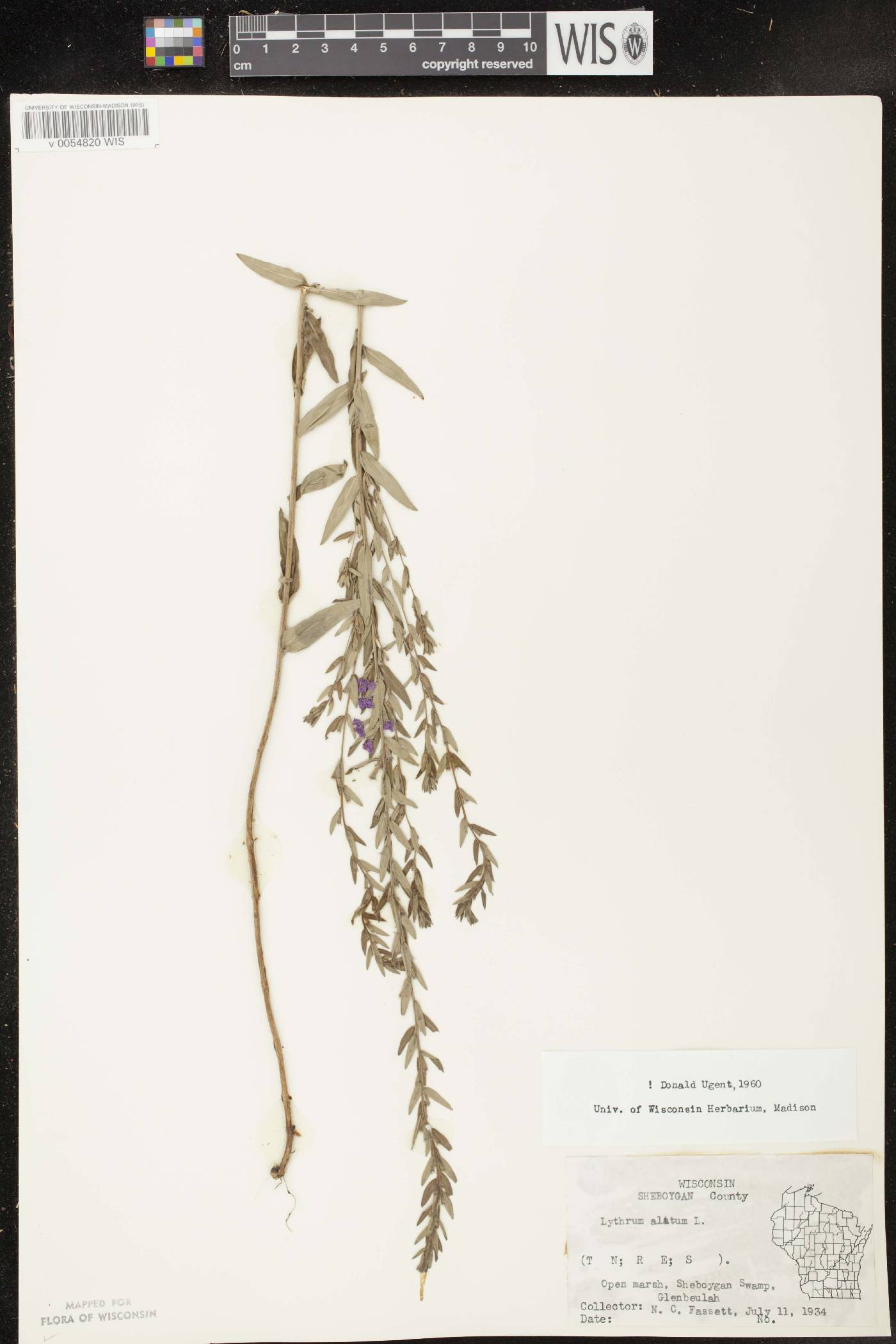 Lythrum alatum var. alatum image