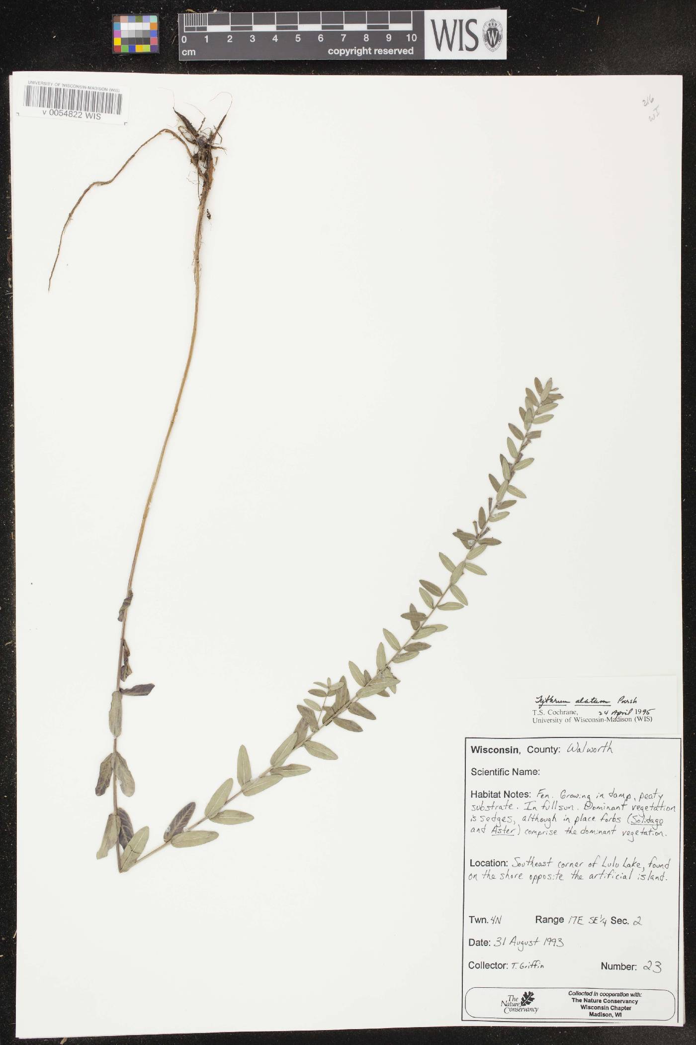 Lythrum alatum var. alatum image