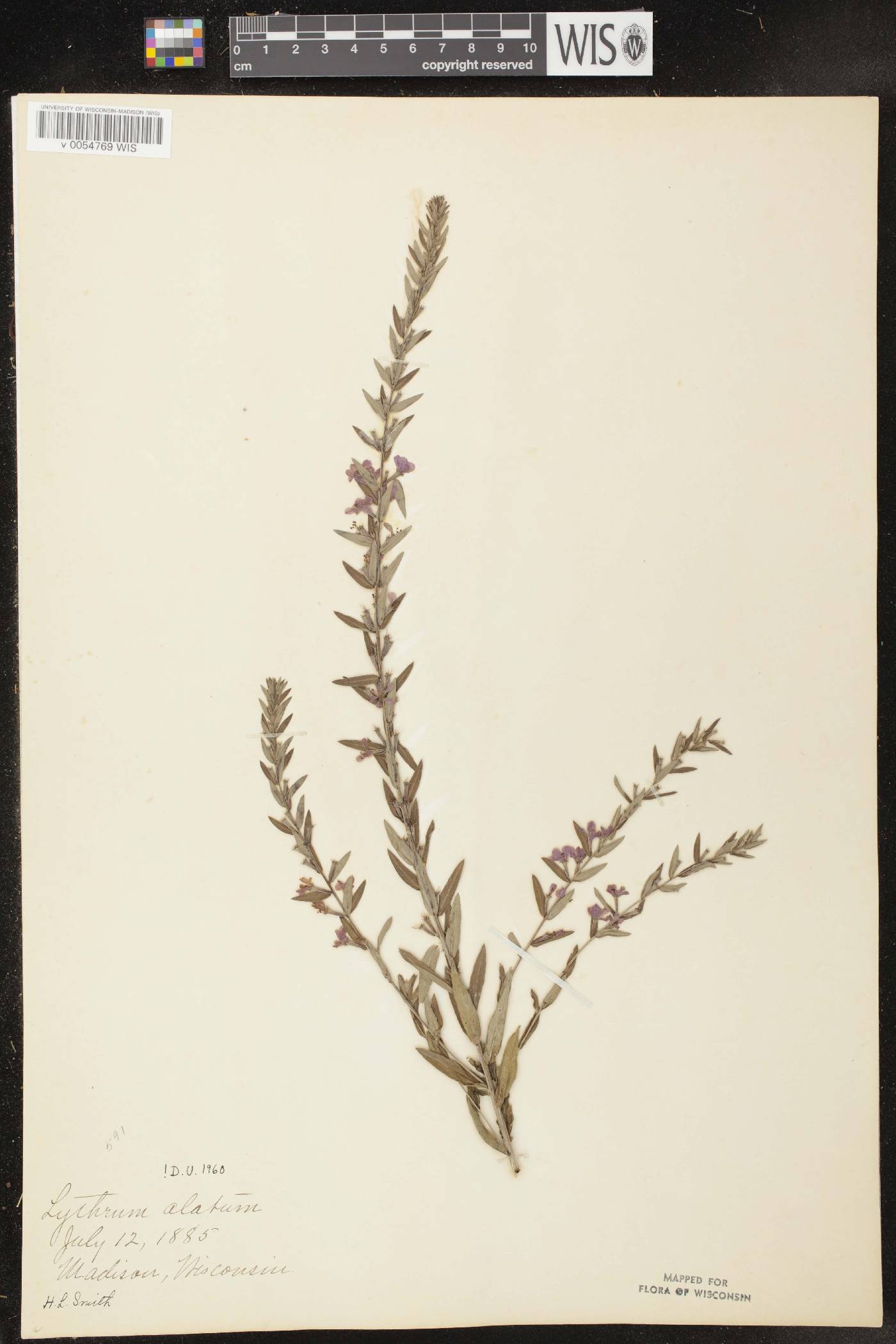 Lythrum alatum var. alatum image