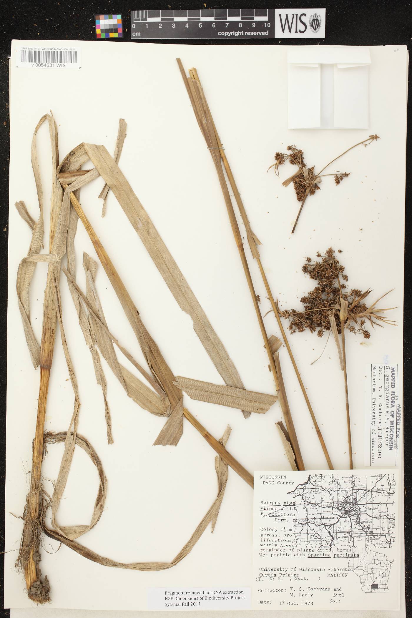 Scirpus georgianus image
