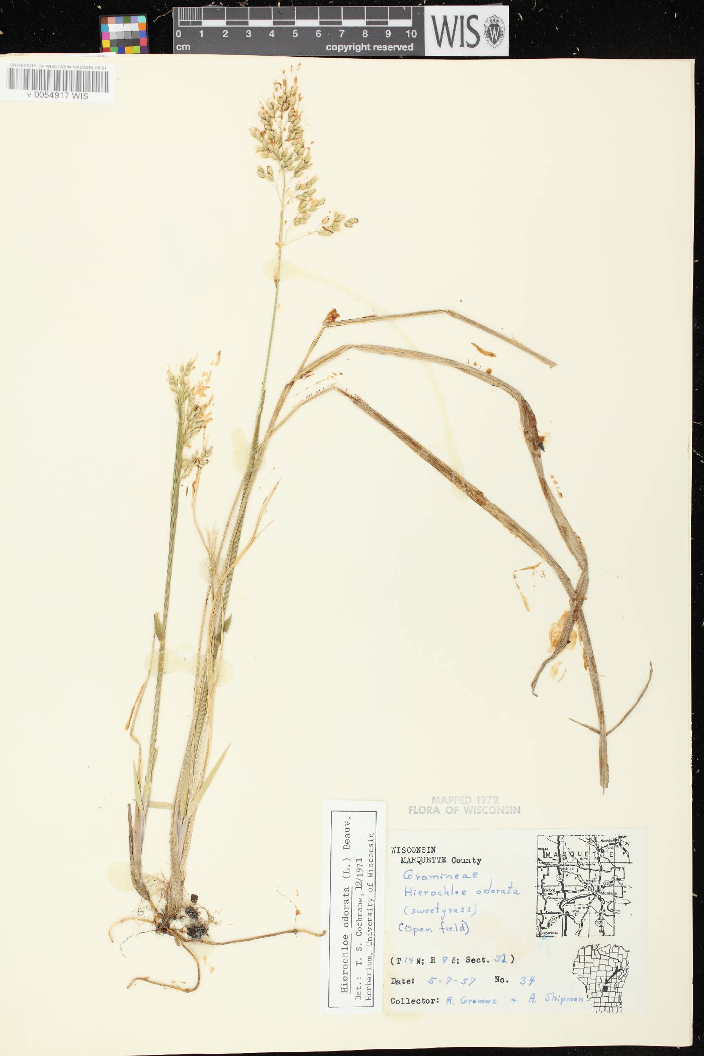Anthoxanthum hirtum subsp. arcticum image