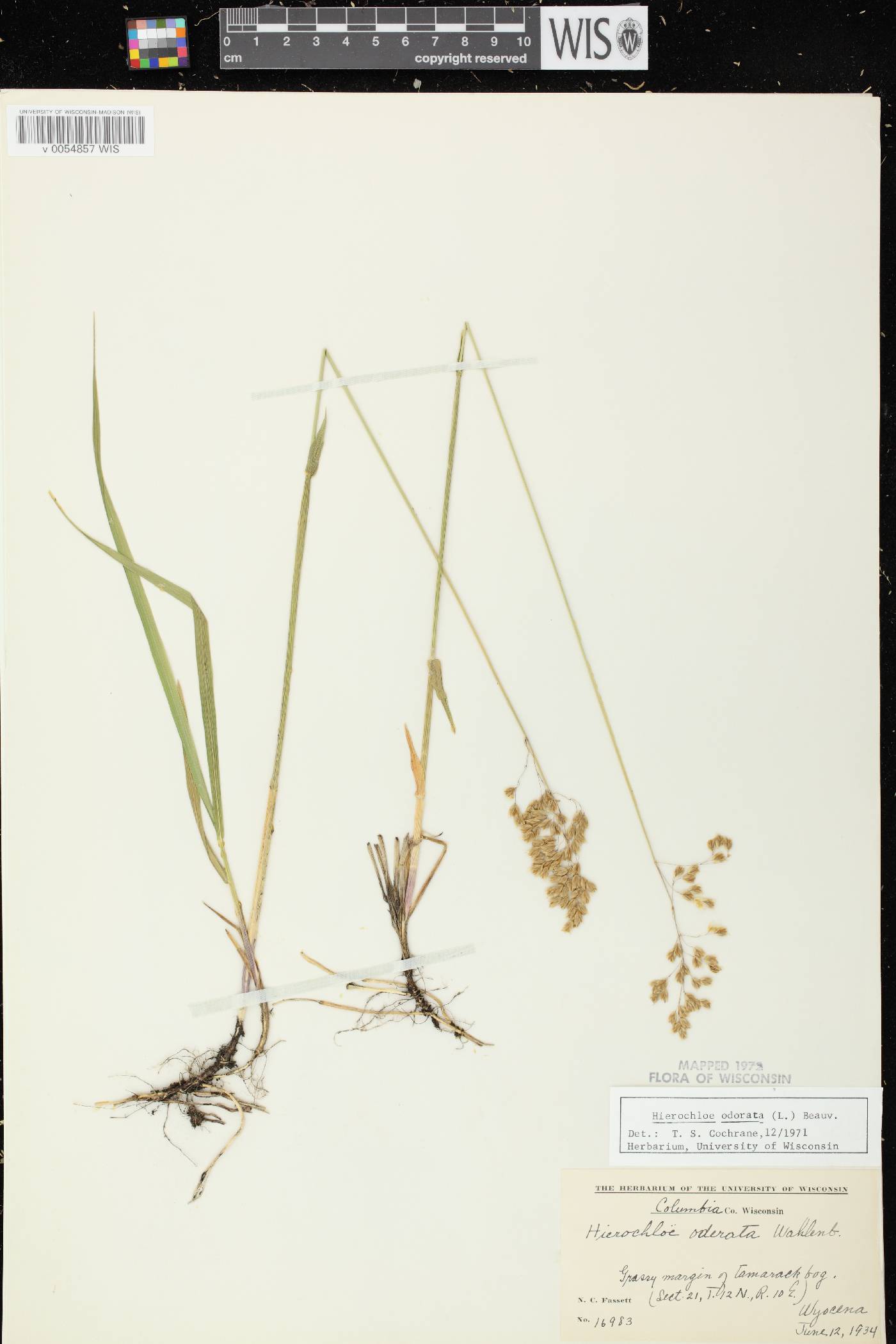 Anthoxanthum hirtum subsp. arcticum image