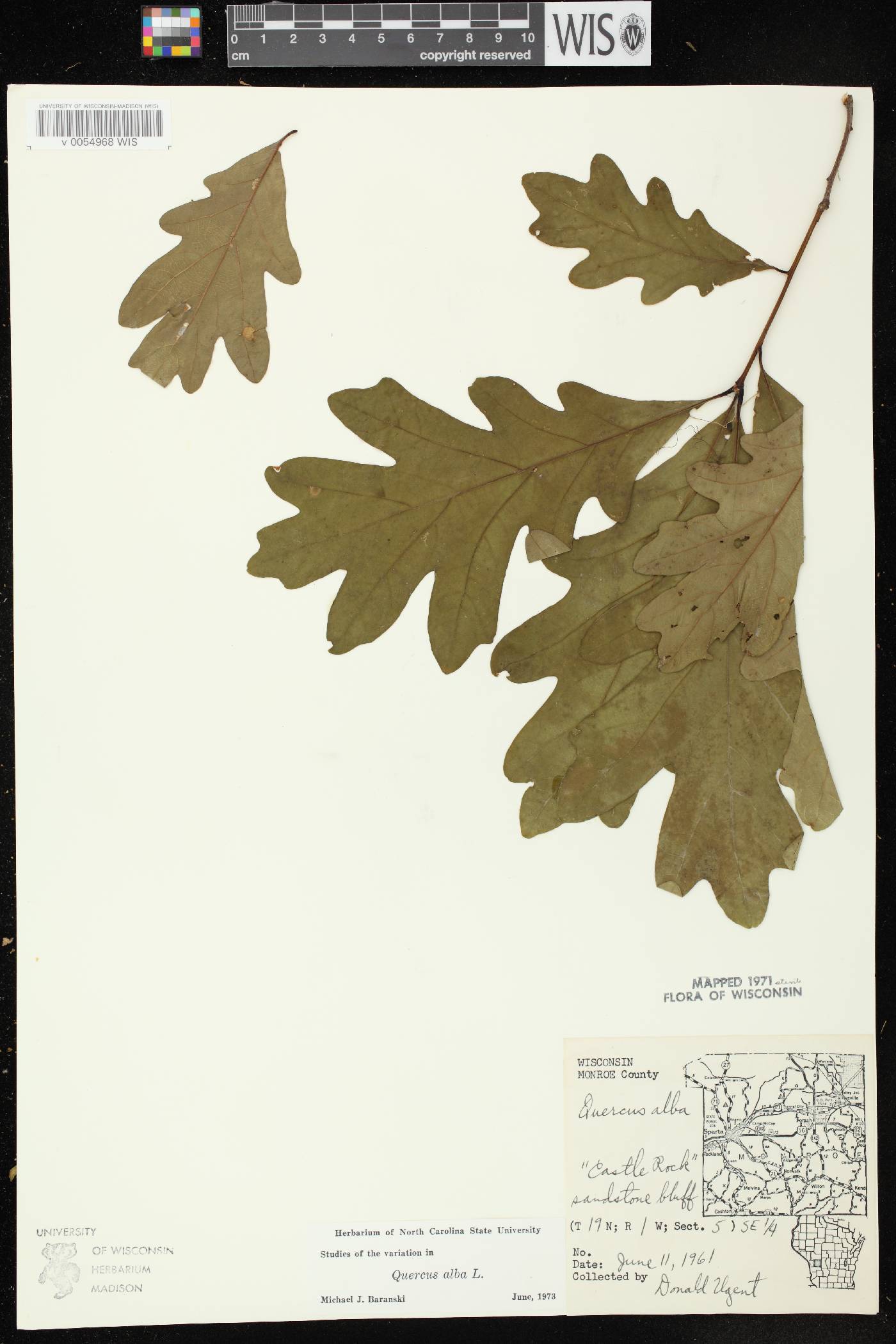 Quercus alba image