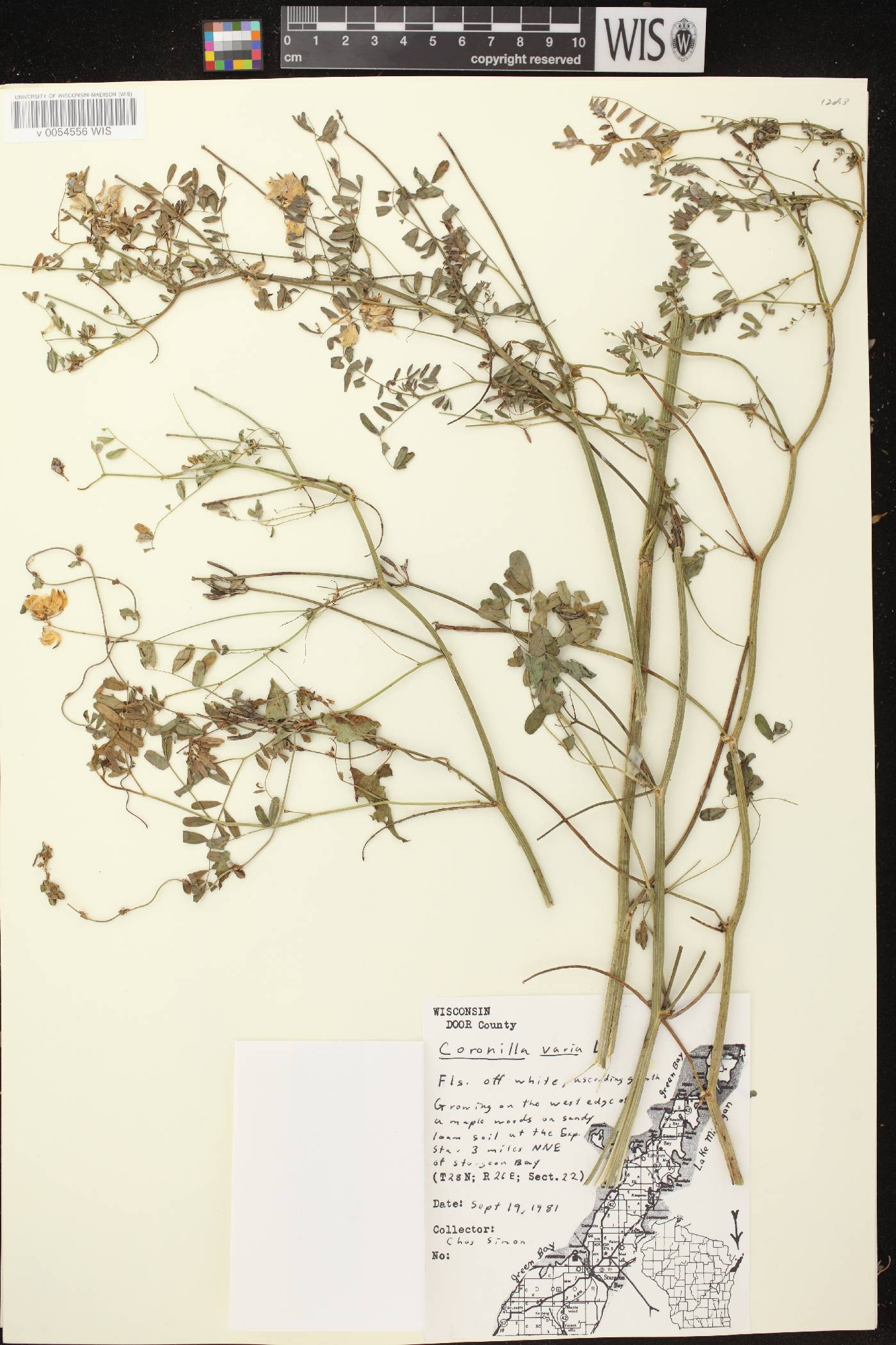 Securigera varia image