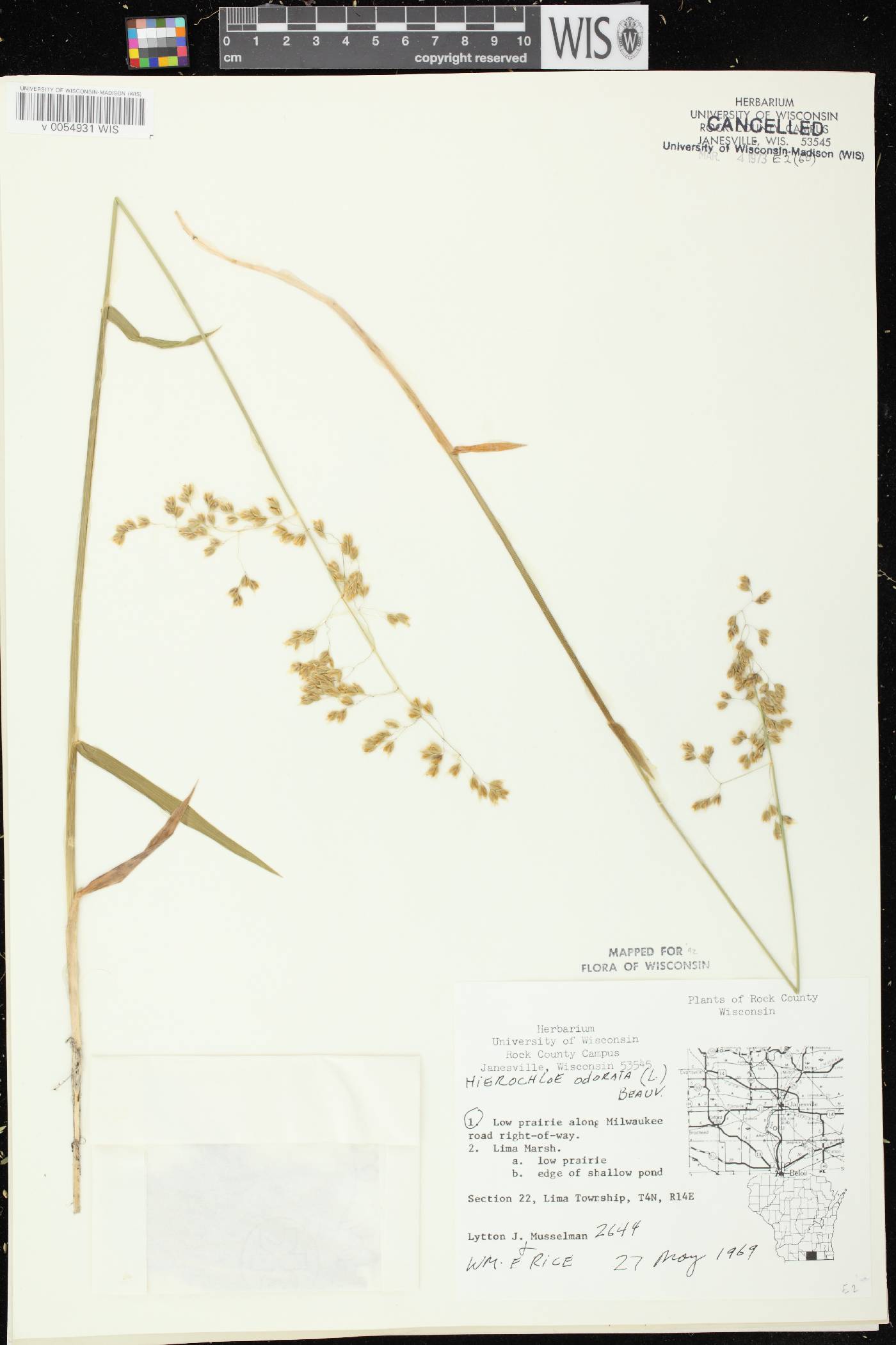 Anthoxanthum hirtum subsp. arcticum image
