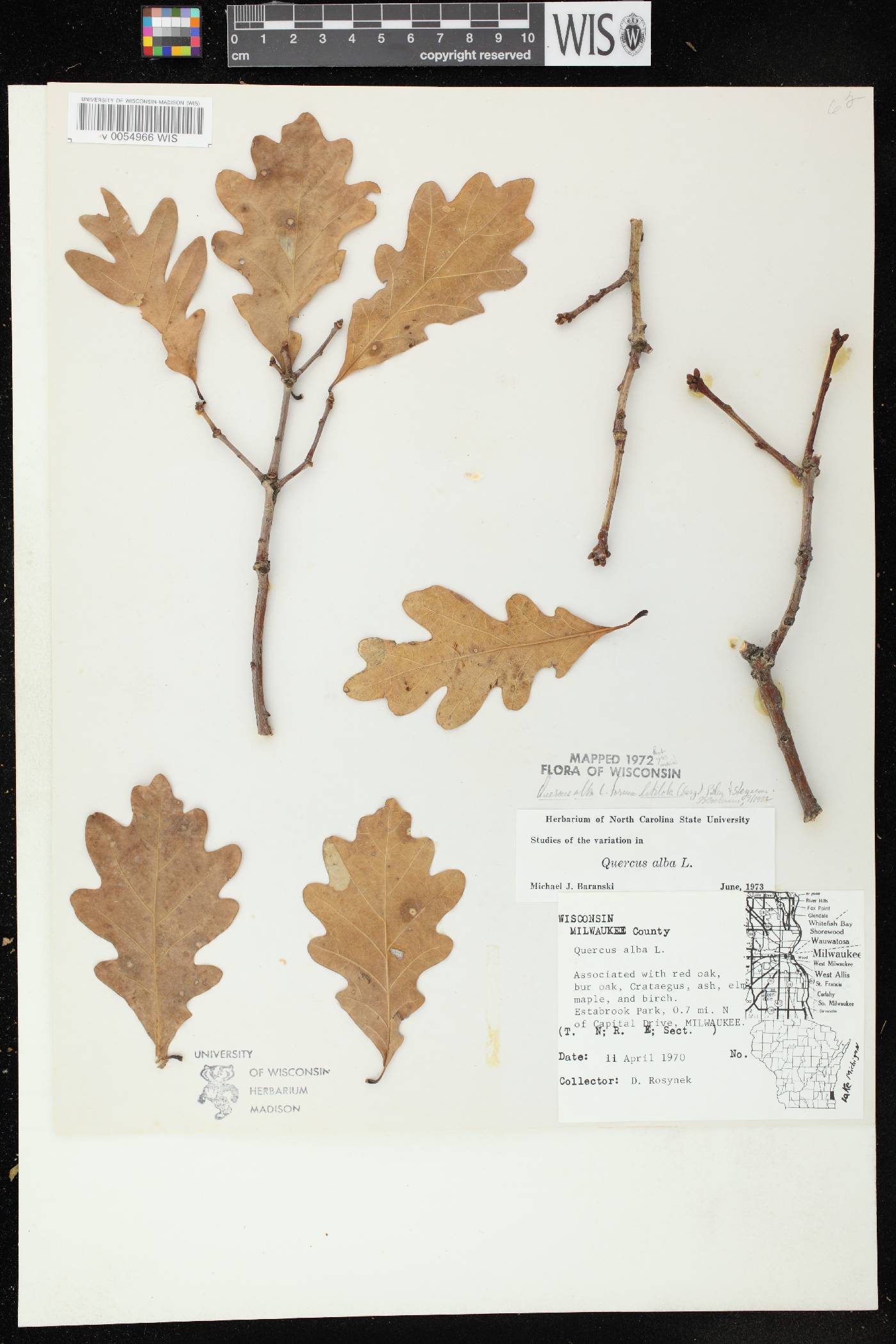 Quercus alba image