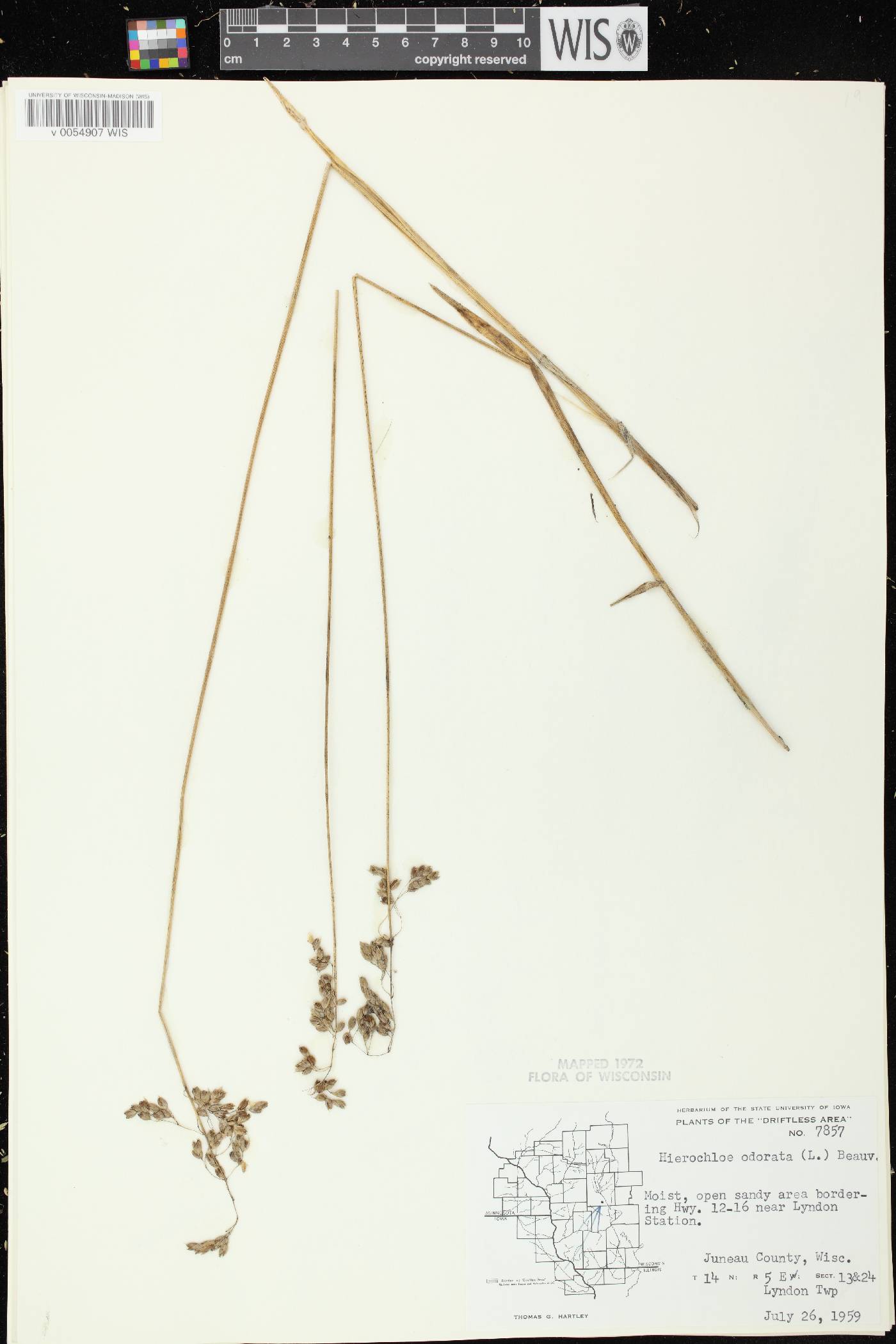 Anthoxanthum hirtum subsp. arcticum image