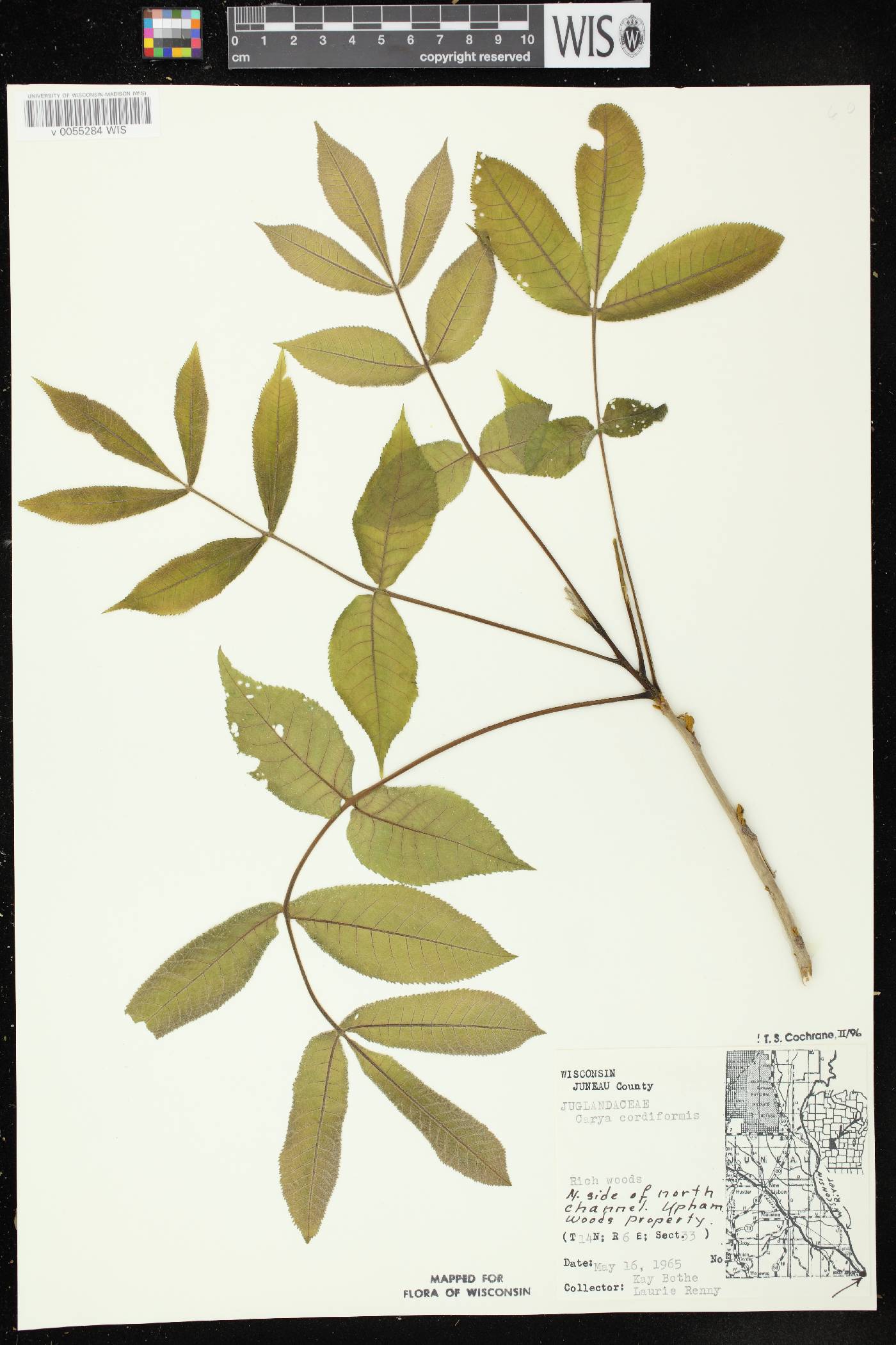 Carya cordiformis image