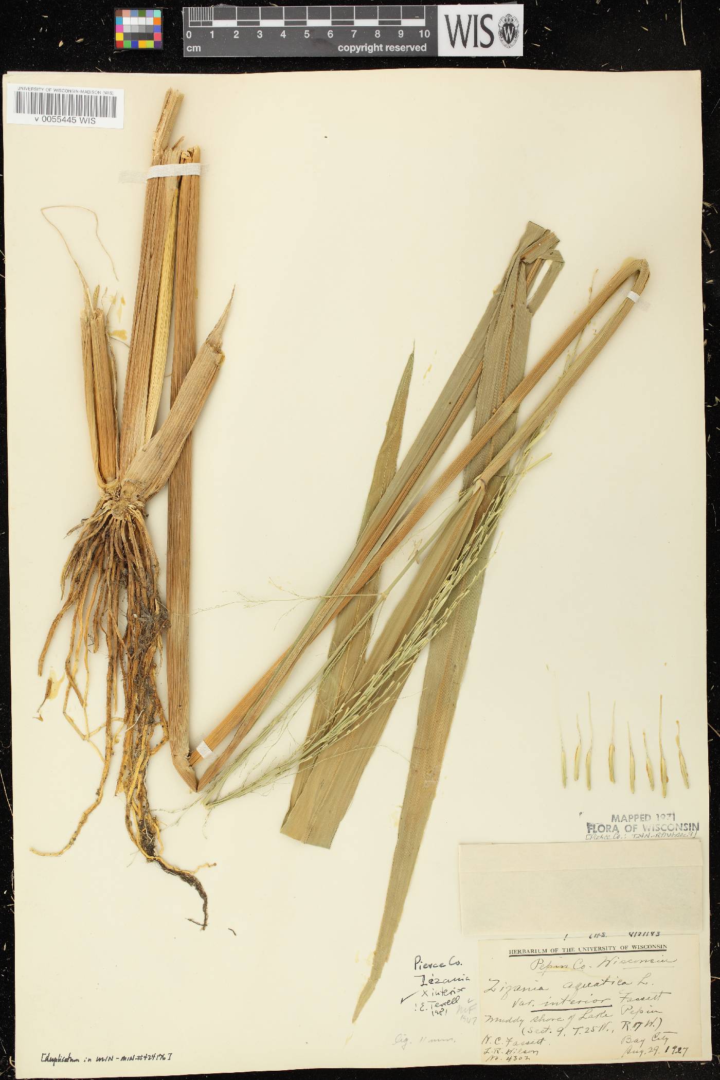 Zizania palustris var. interior image