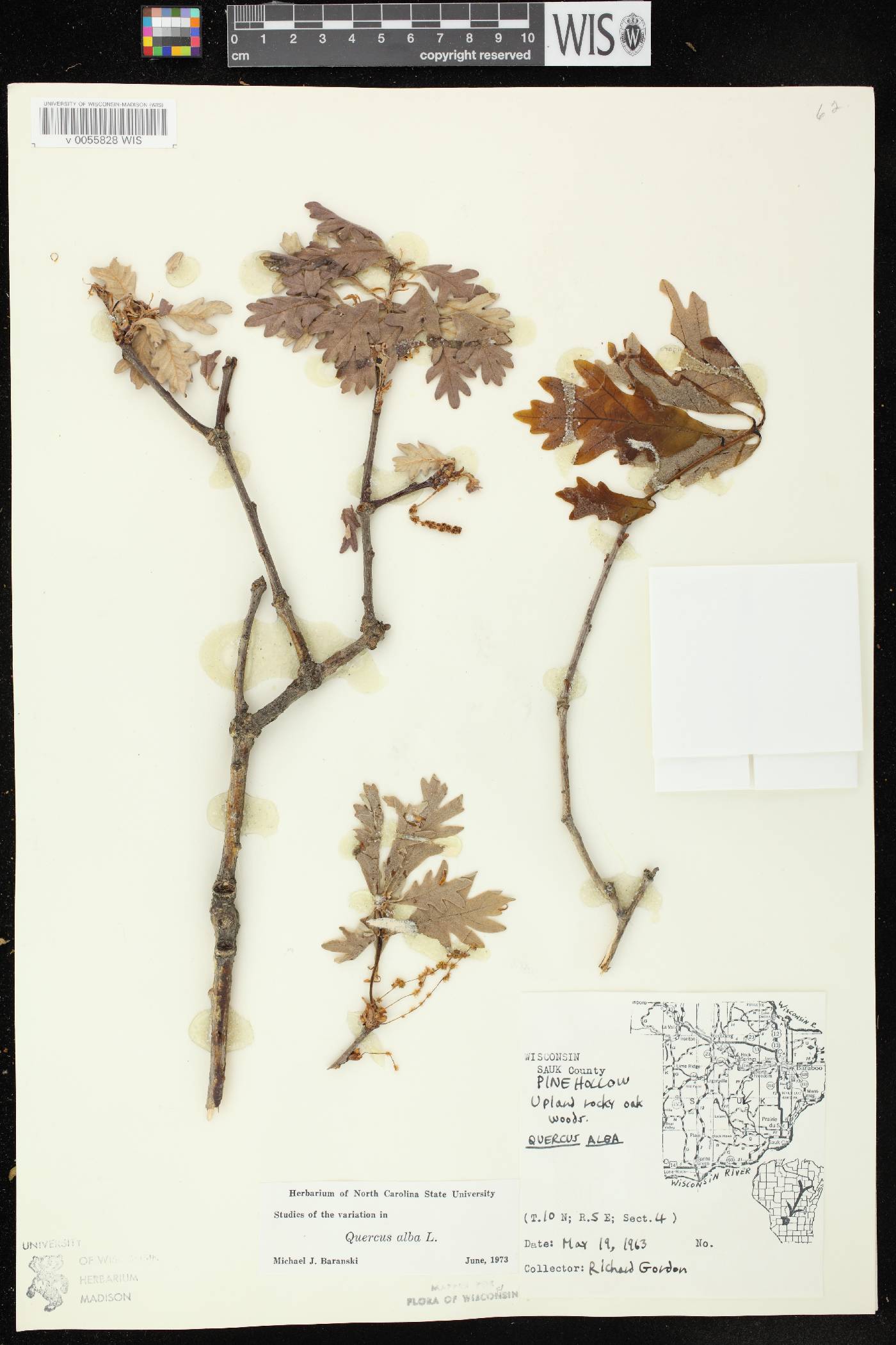 Quercus alba image