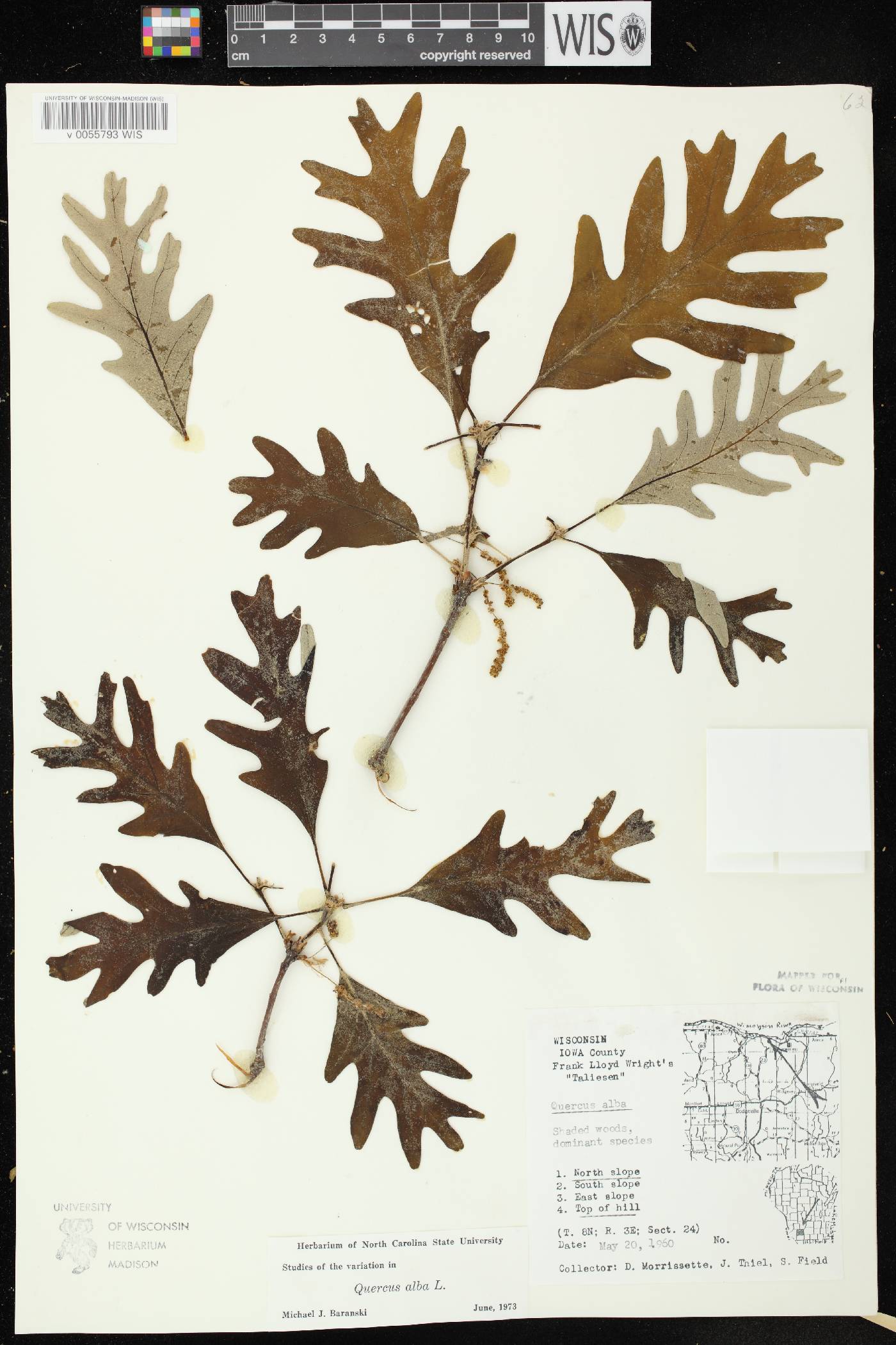Quercus alba image