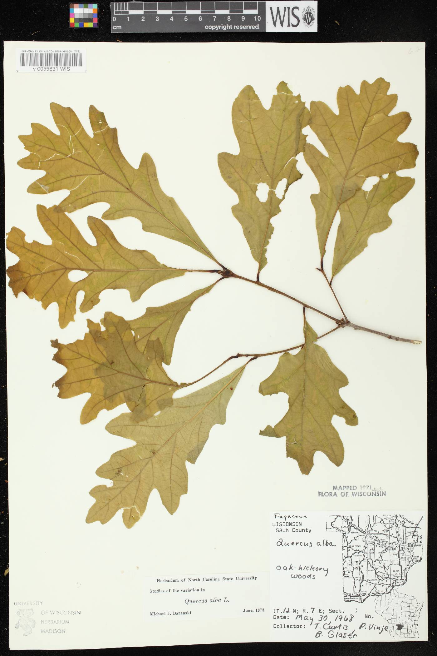 Quercus alba image