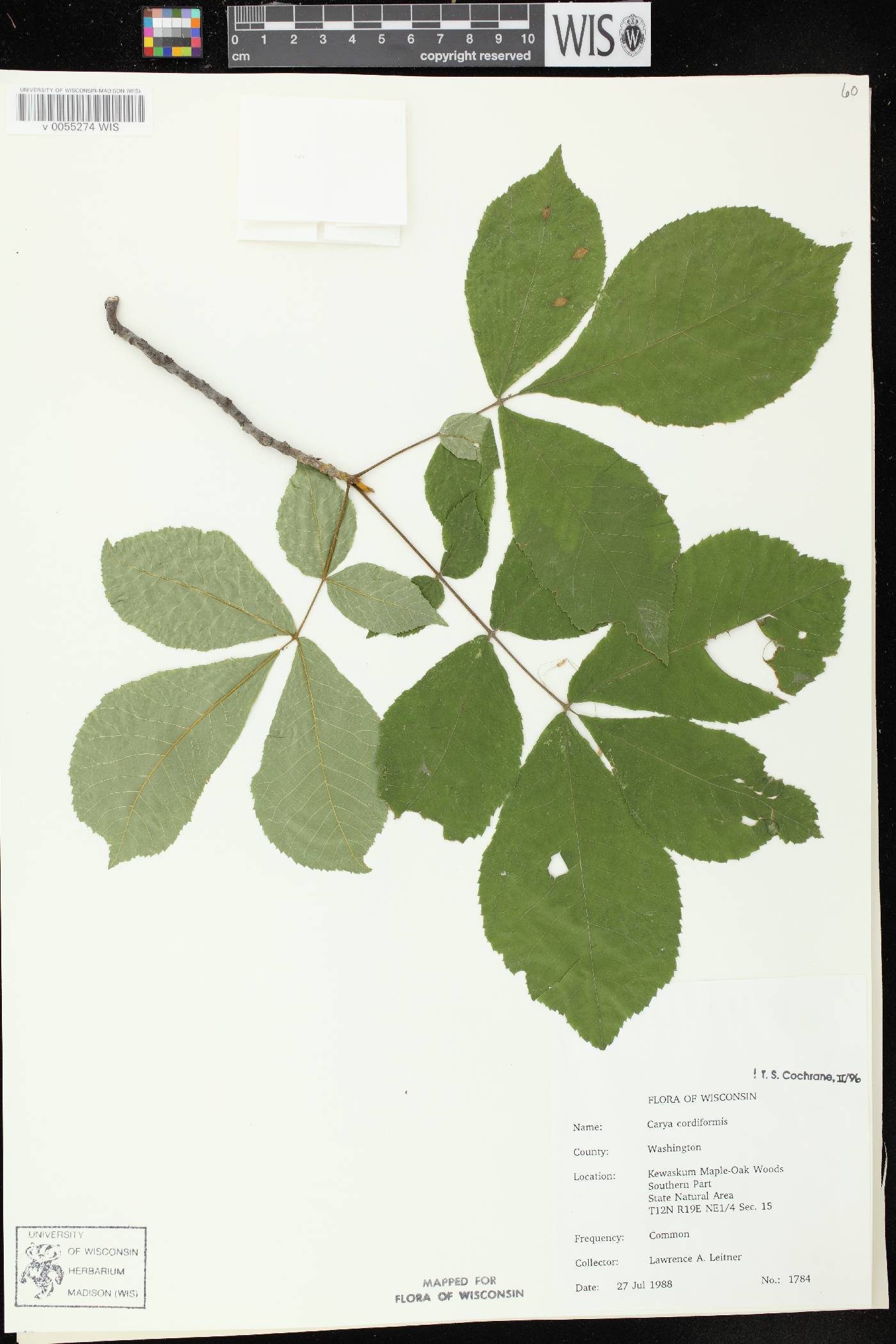 Carya cordiformis image