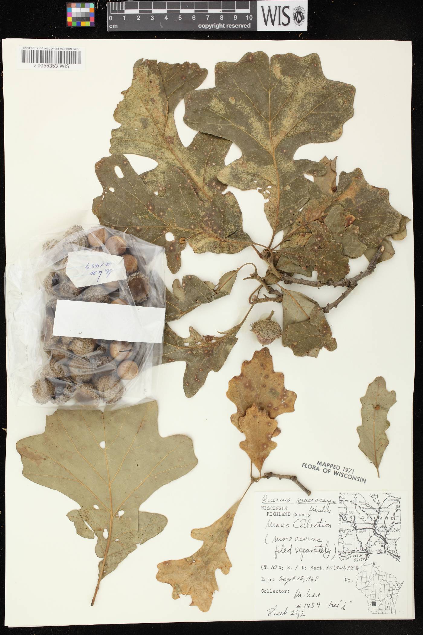 Quercus macrocarpa image