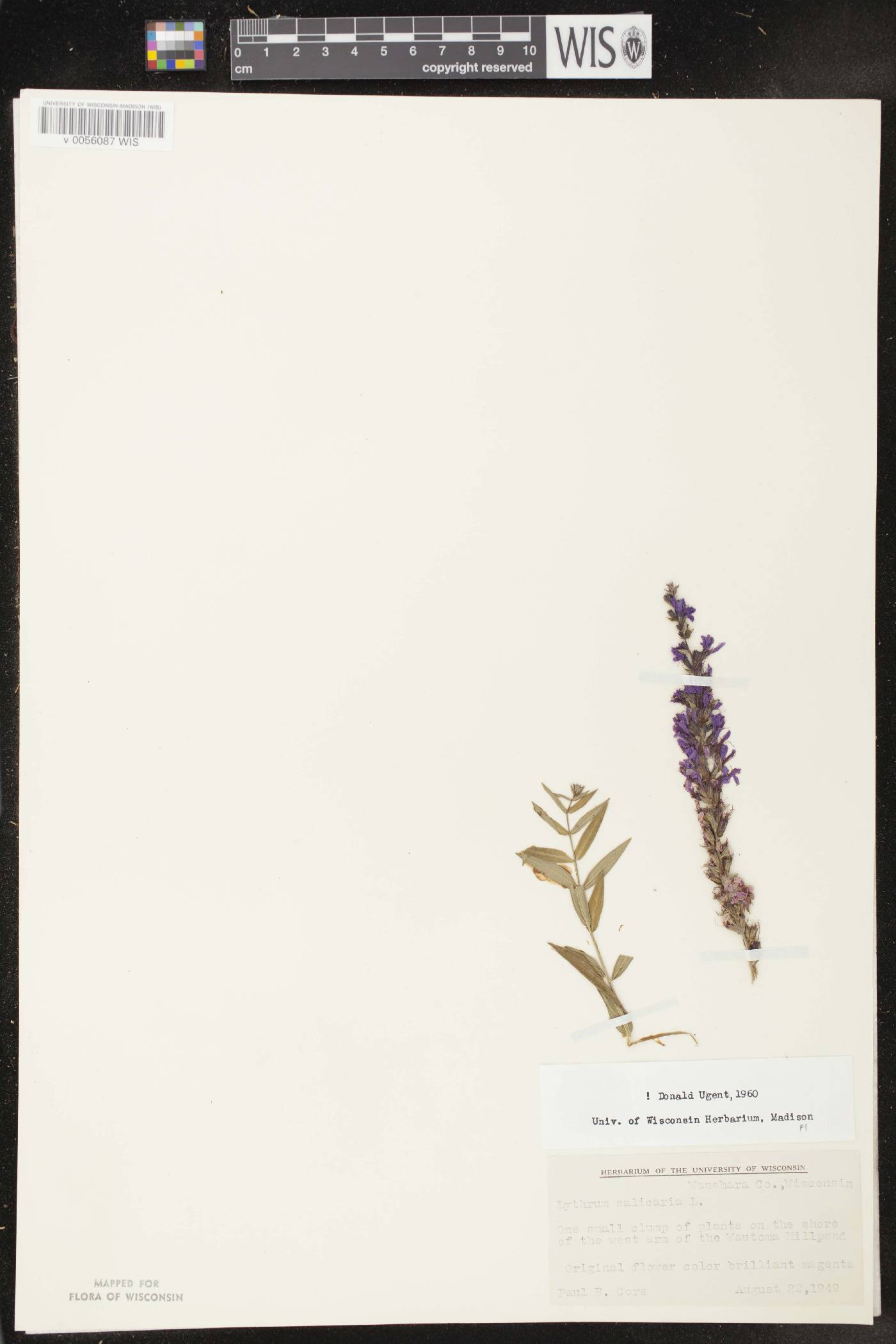 Lythrum salicaria image