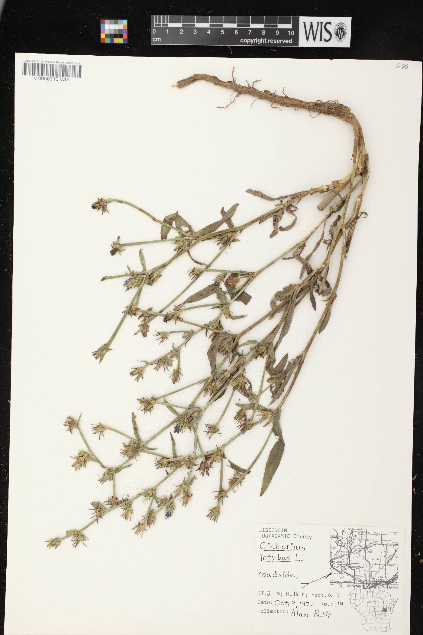Cichorium intybus image