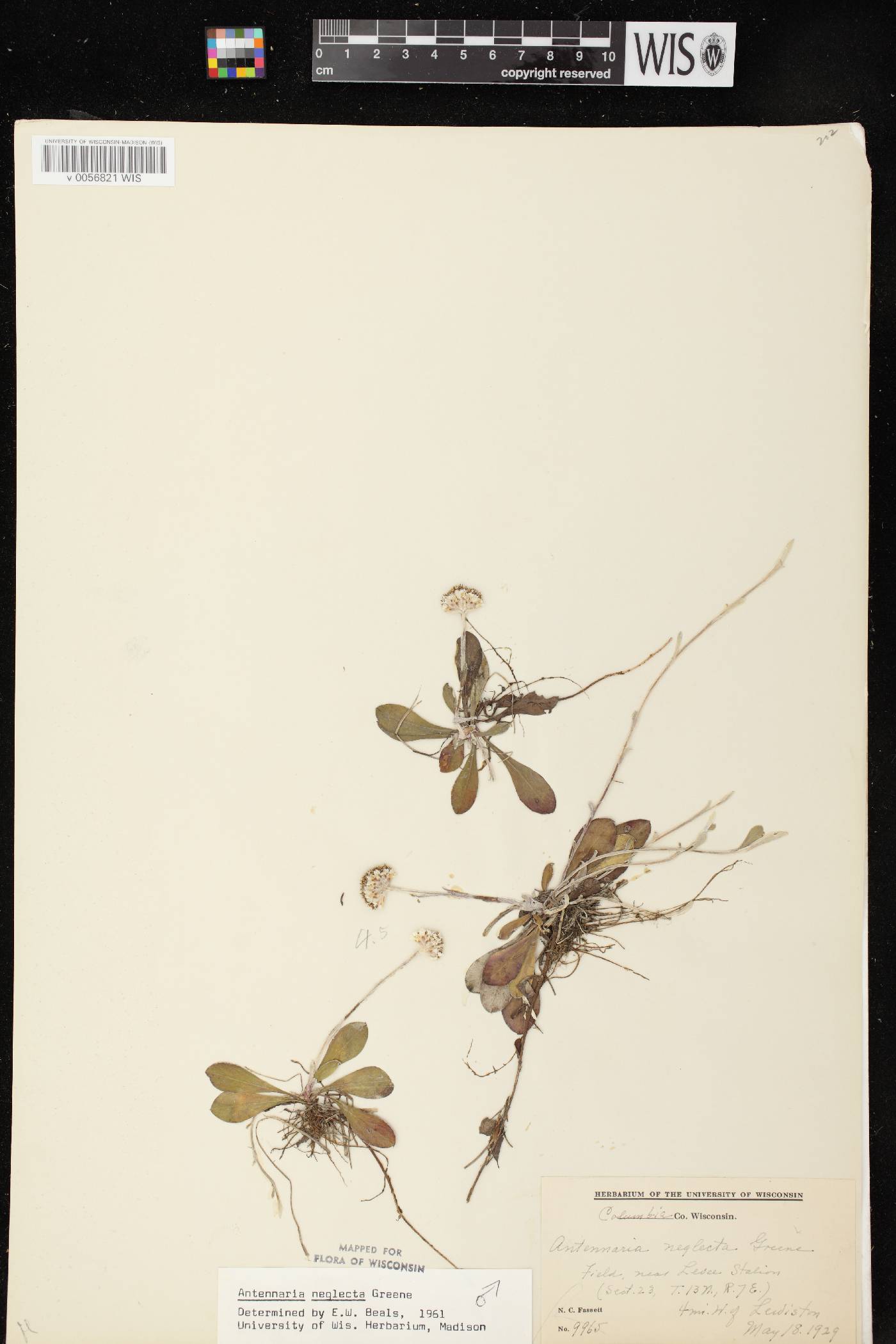 Antennaria neglecta image