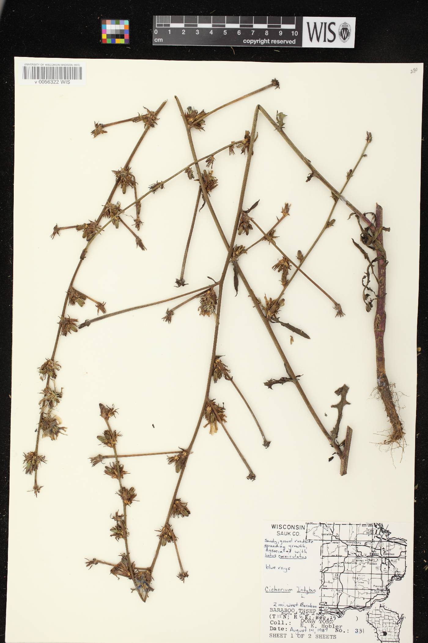 Cichorium intybus image