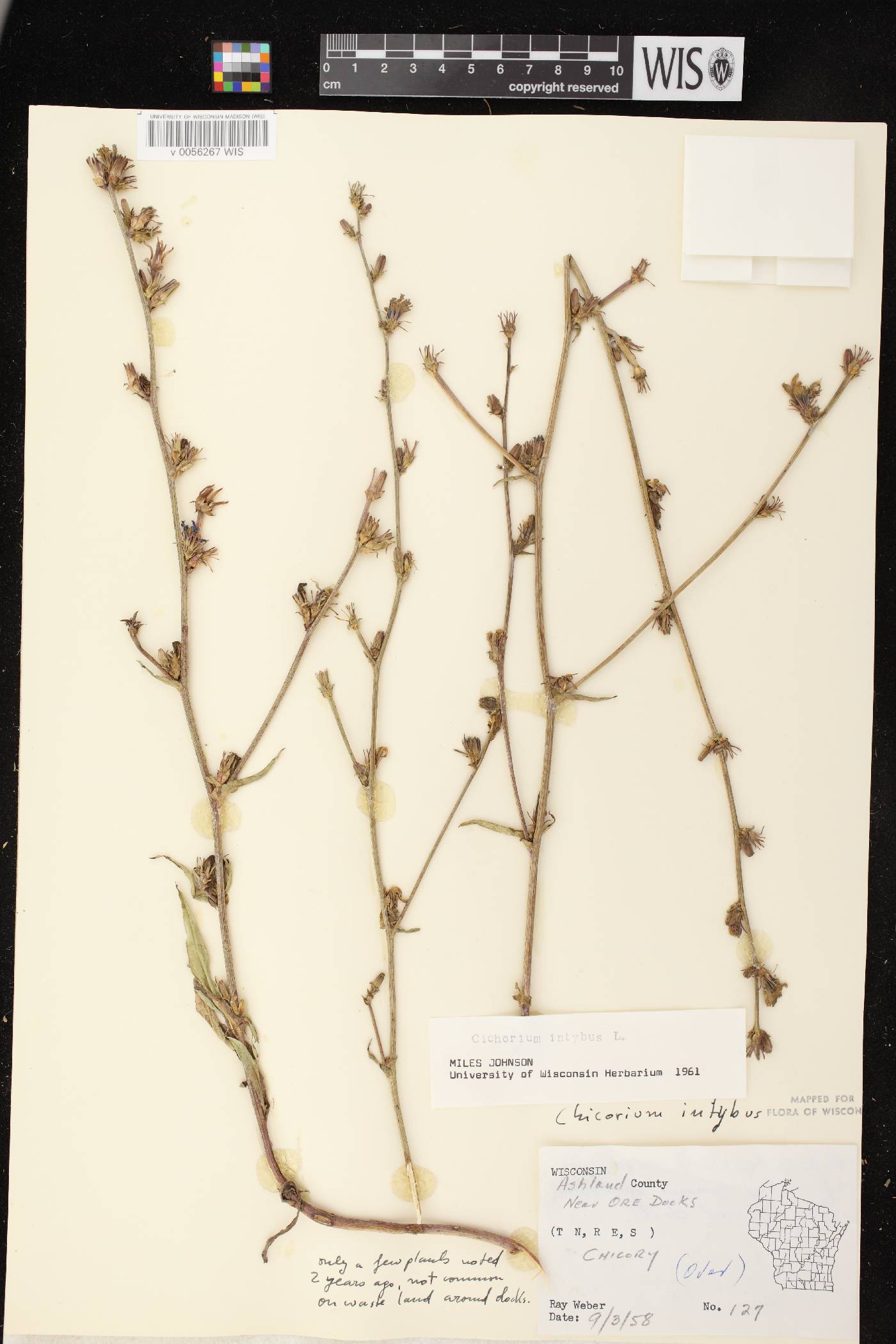 Cichorium intybus image