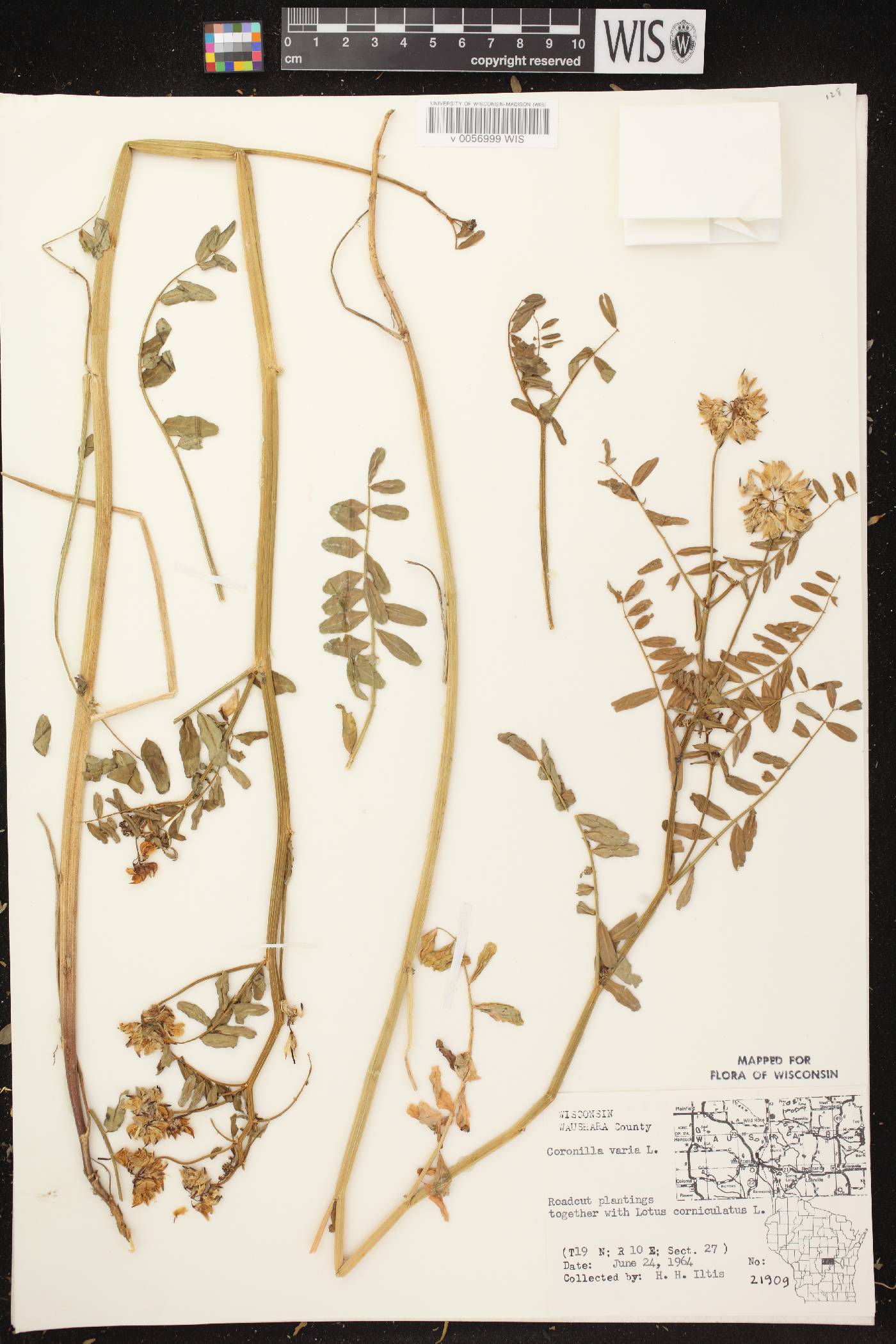 Securigera varia image