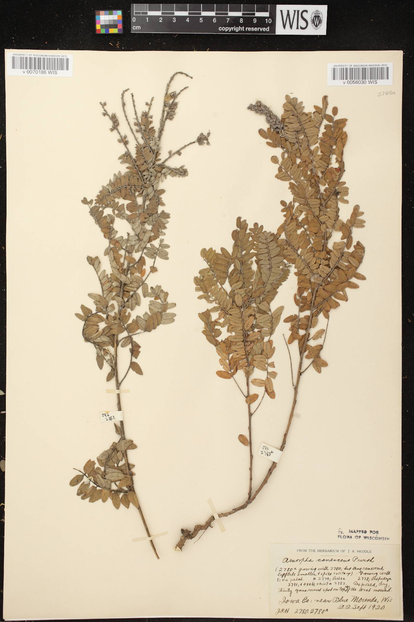 Amorpha canescens image