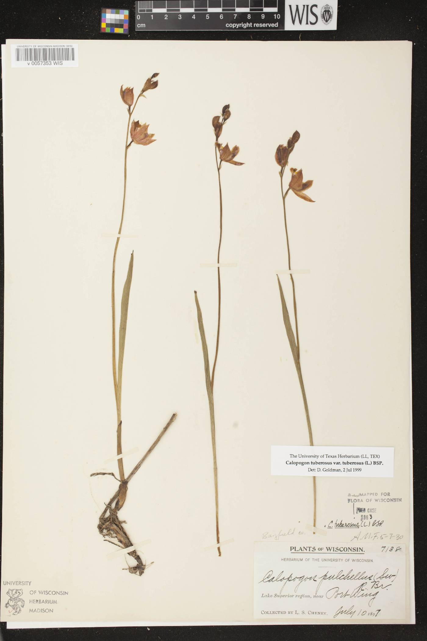 Calopogon tuberosus var. tuberosus image