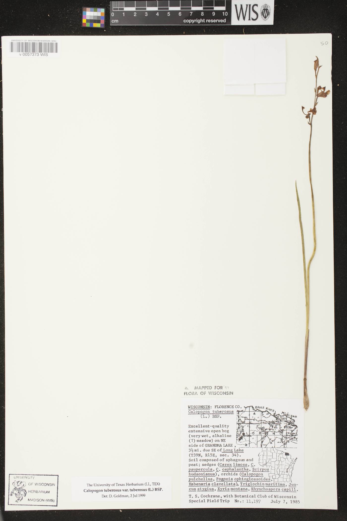 Calopogon tuberosus var. tuberosus image