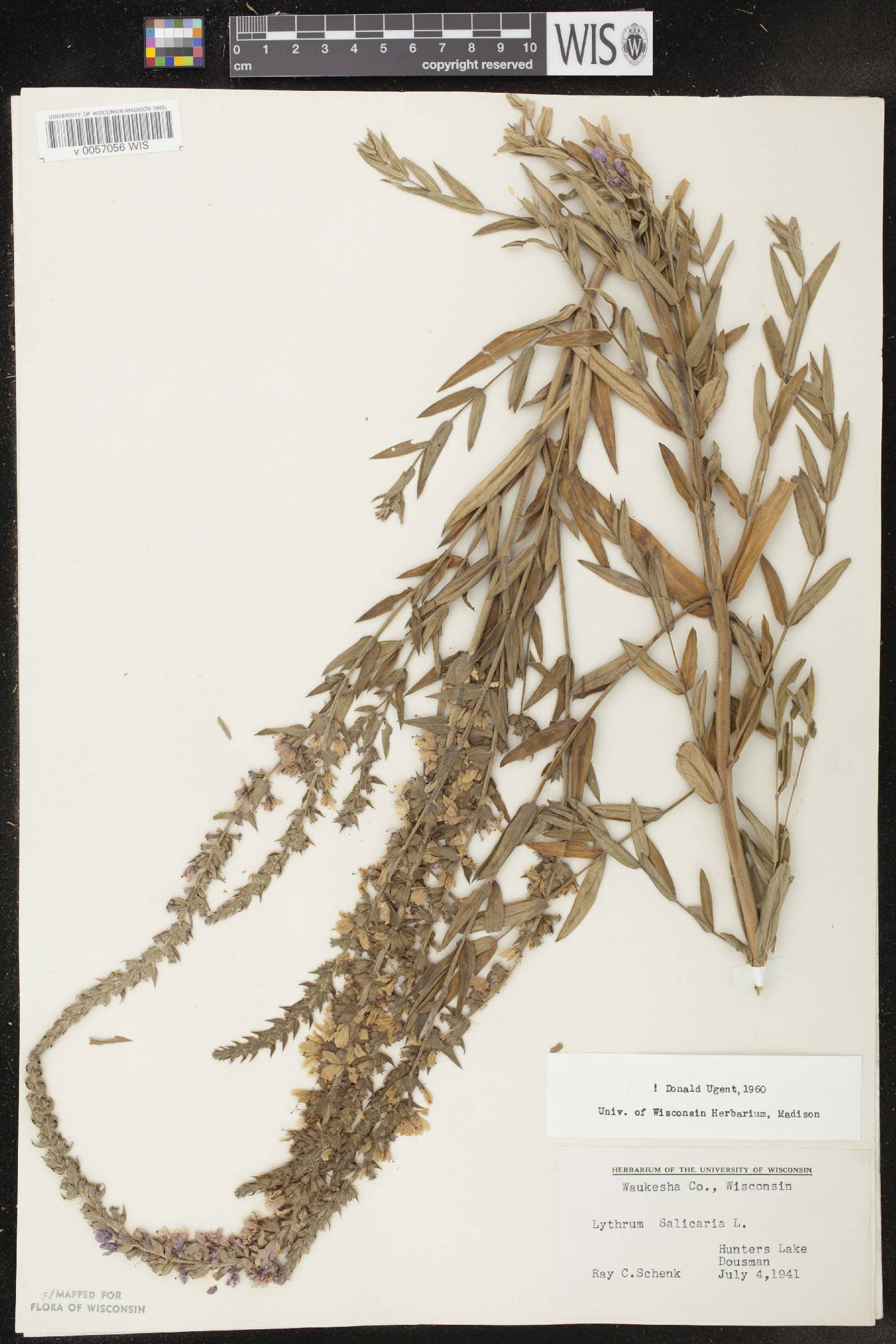 Lythrum salicaria image