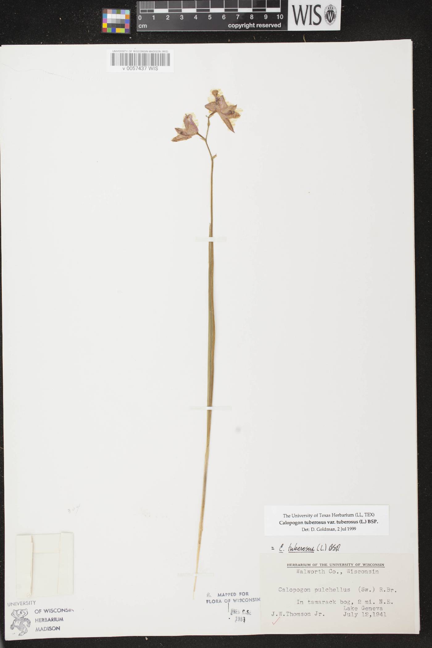 Calopogon tuberosus var. tuberosus image