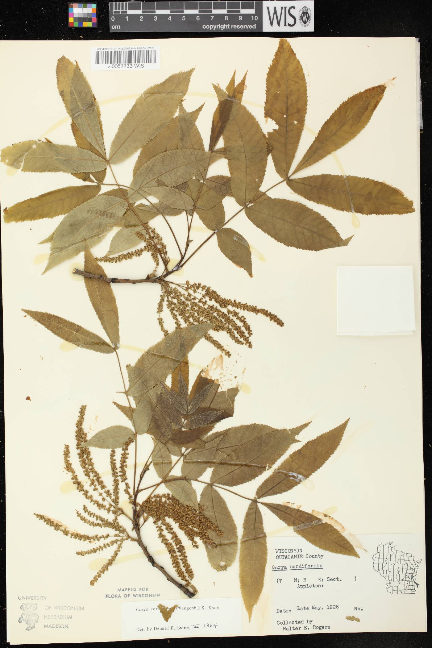 Carya cordiformis image