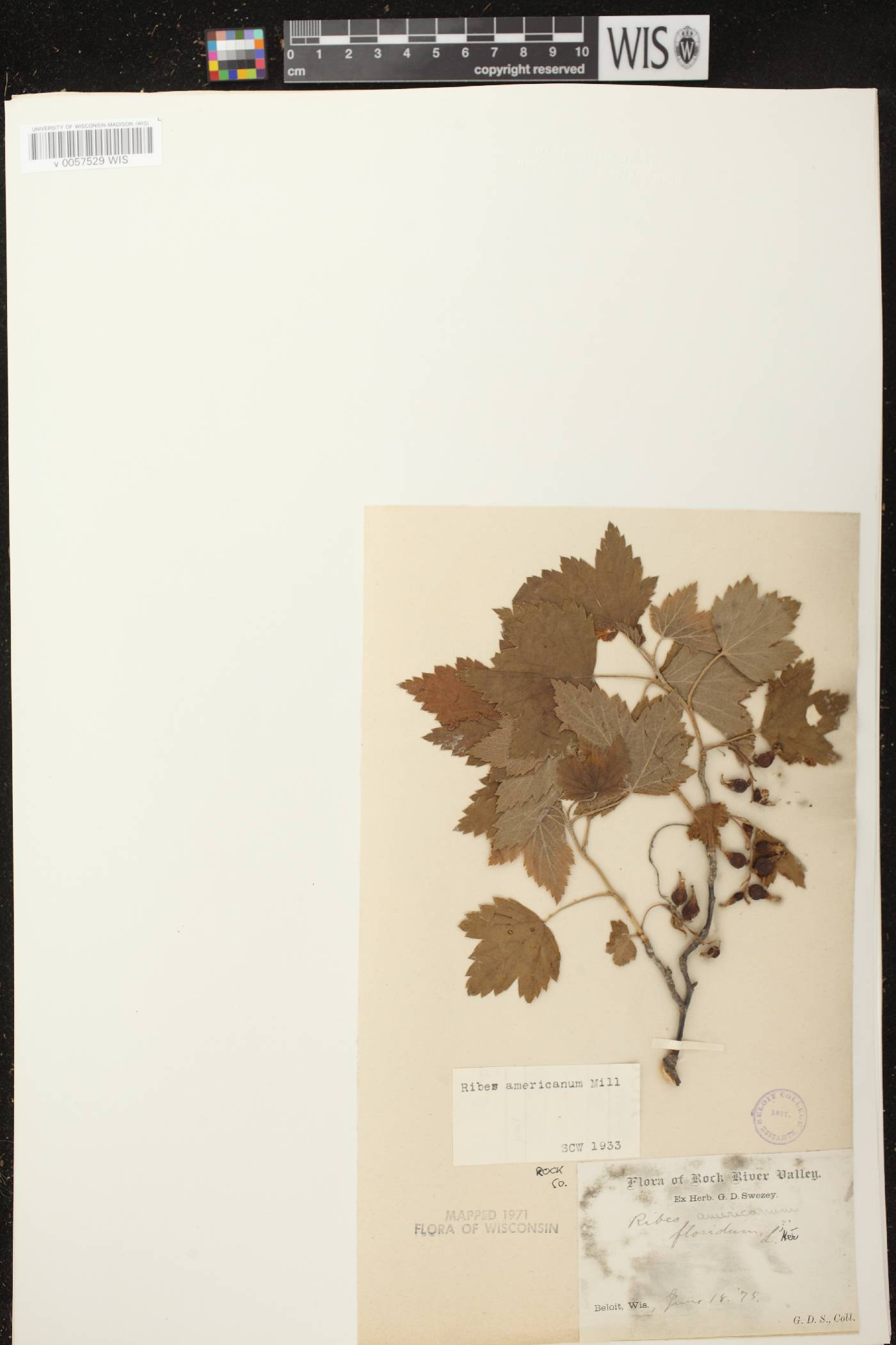 Ribes americanum image