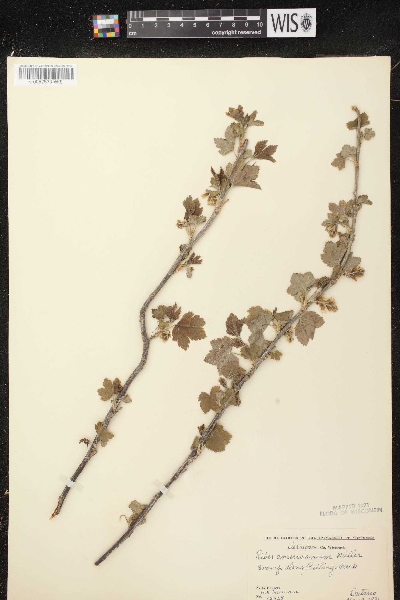 Ribes americanum image