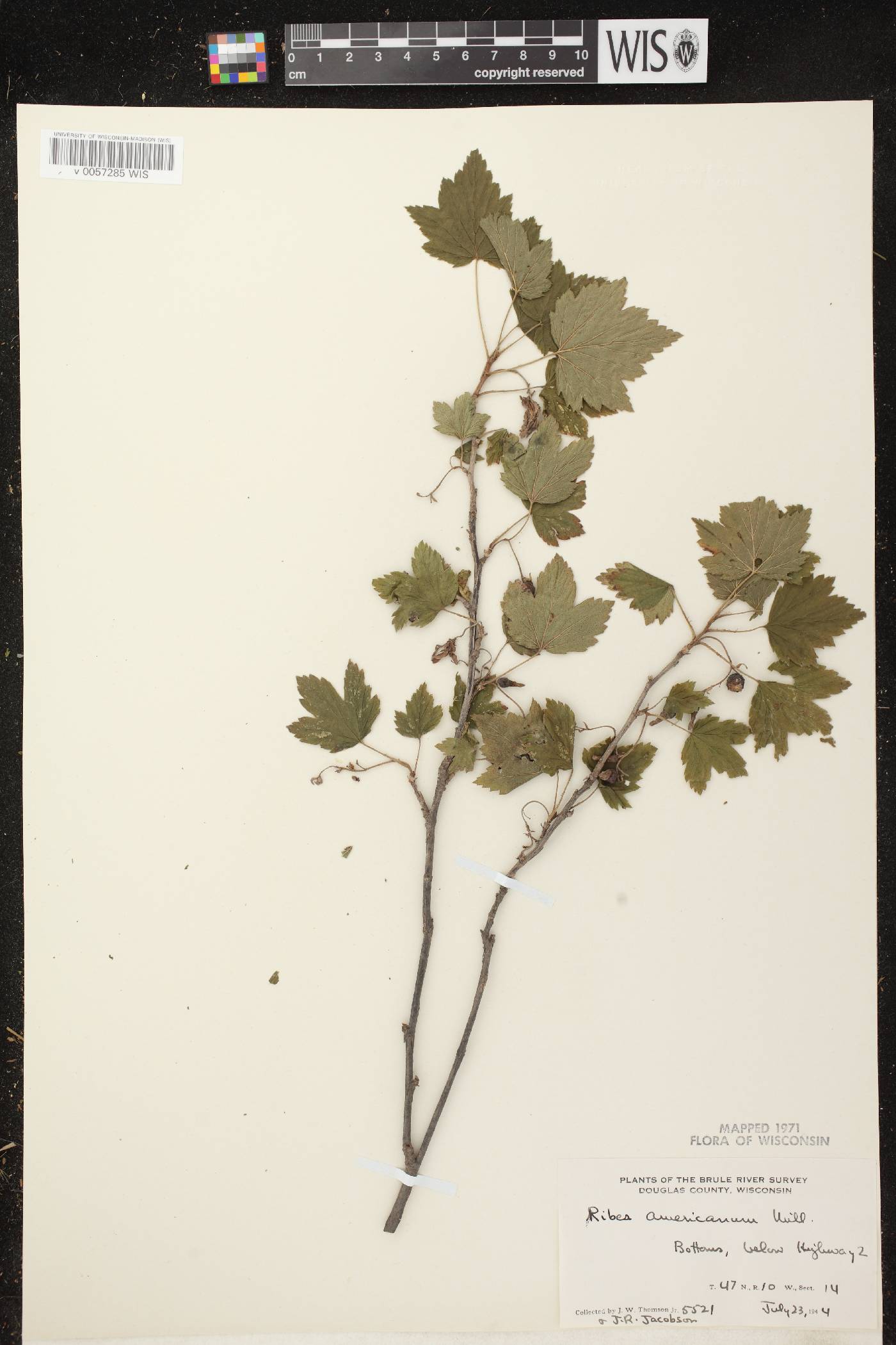 Ribes americanum image
