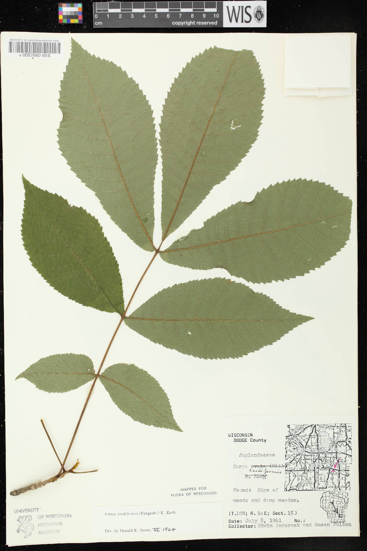 Carya cordiformis image